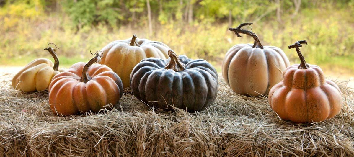 Park Hill Collection, Le Potiron French Pumpkin Collection, Set of 6