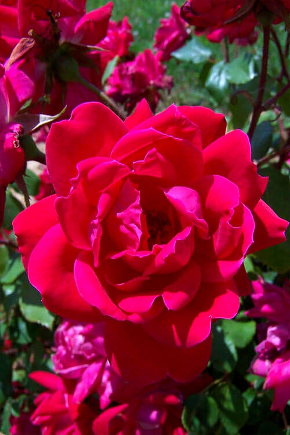 'The Red Double Knock Out® Rose' Live Shrub (1 gallon)
