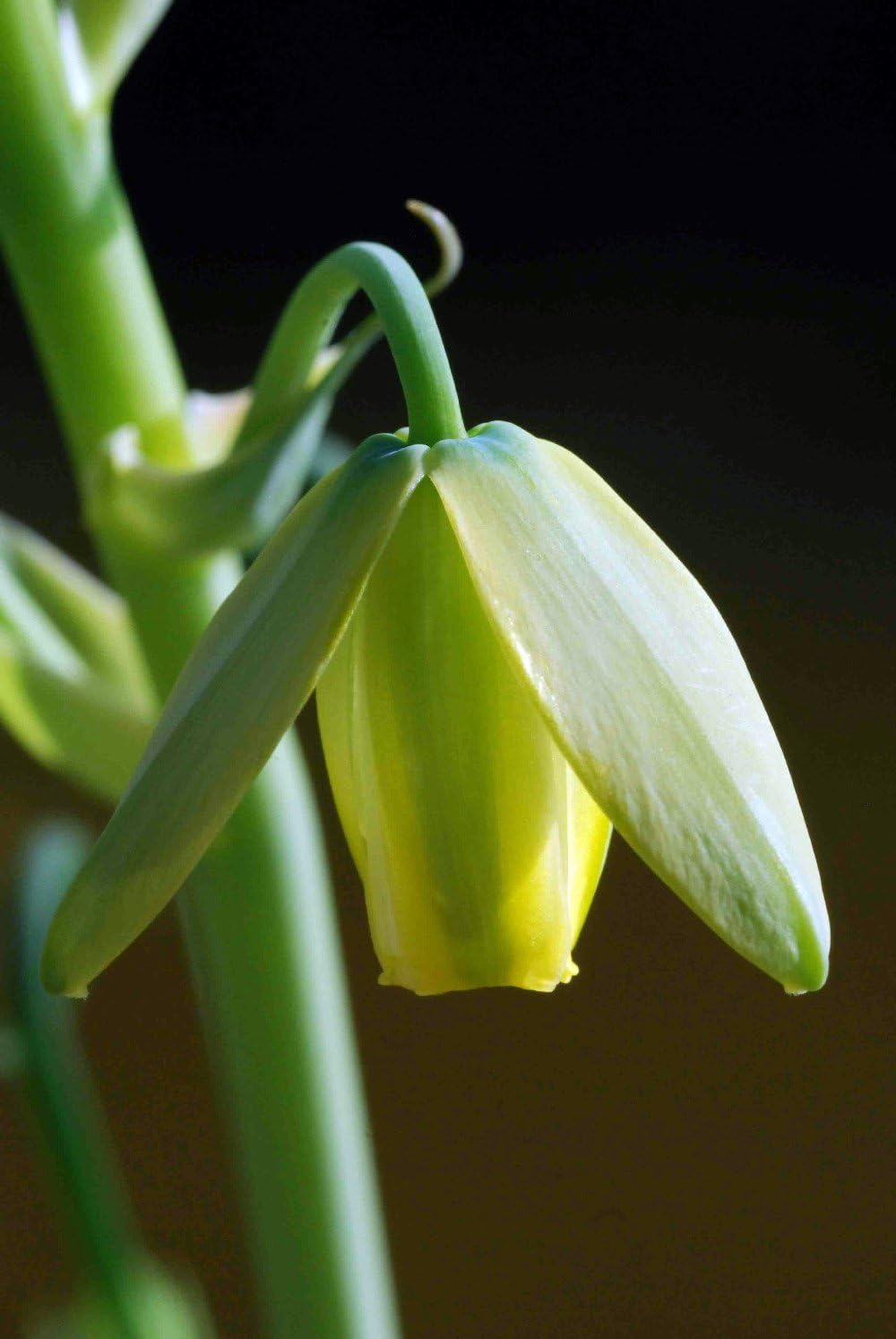 Rare Albuca Spiralis Frizzle Sizzle Succulent Bulbs