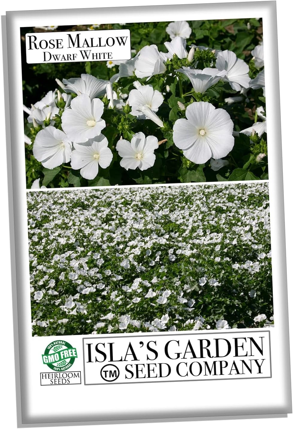Dwarf White Rose Mallow Flower Seeds for Planting, 100+ Seeds Per Packet, (Isla's Garden Seeds), Non GMO & Heirloom Seeds, Botanical Name: Lavatera Trimestris, Great Home Garden Gift