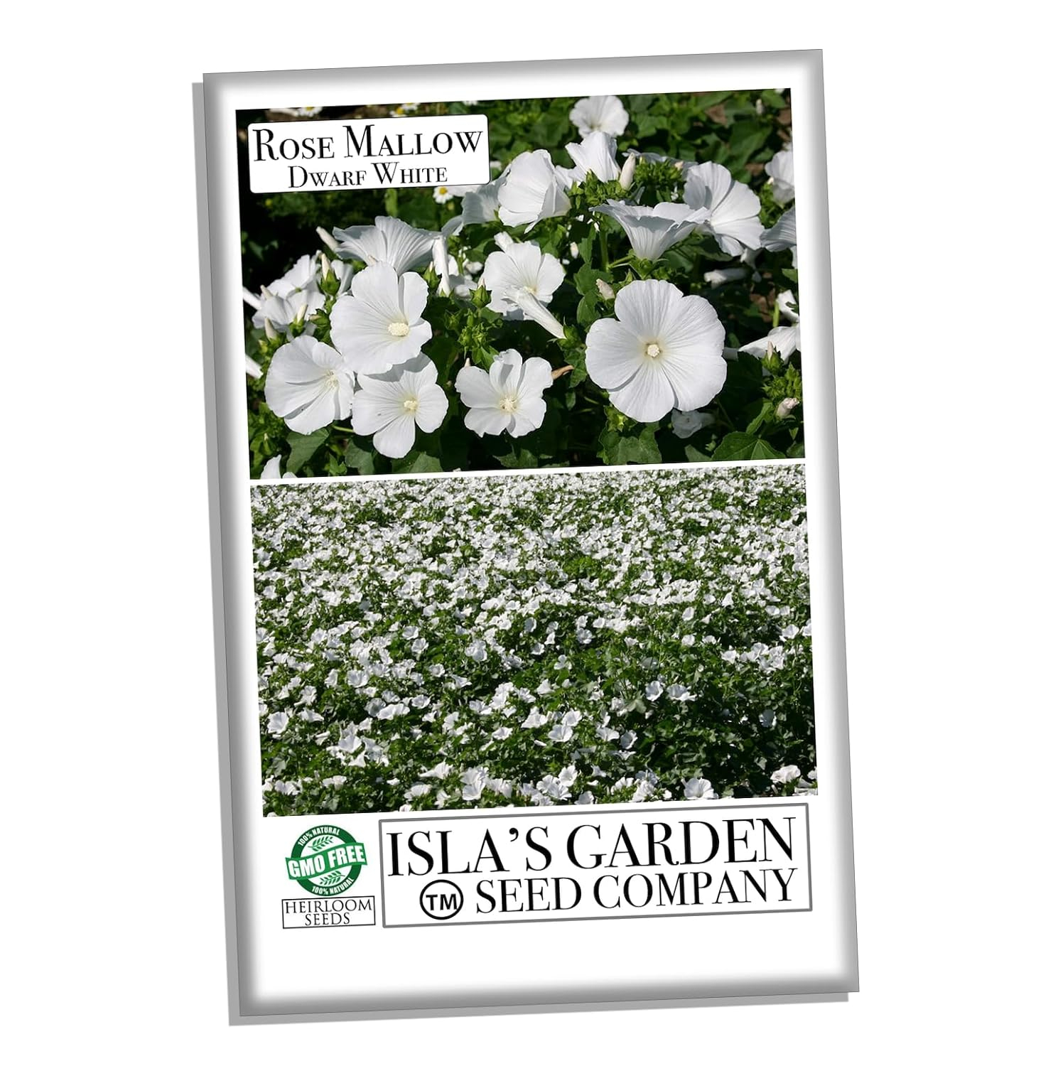 Dwarf White Rose Mallow Flower Seeds for Planting, 100+ Seeds Per Packet, (Isla's Garden Seeds), Non GMO & Heirloom Seeds, Botanical Name: Lavatera Trimestris, Great Home Garden Gift