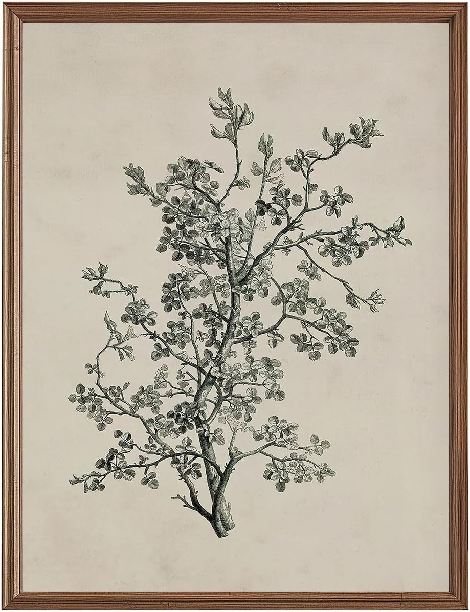Vintage Botanical Wall Art Prints - Black and White Sketch Art Decor - Antique Pictures and Rustic Paintings for Living Room Bedroom - 12"x16" Unframed
