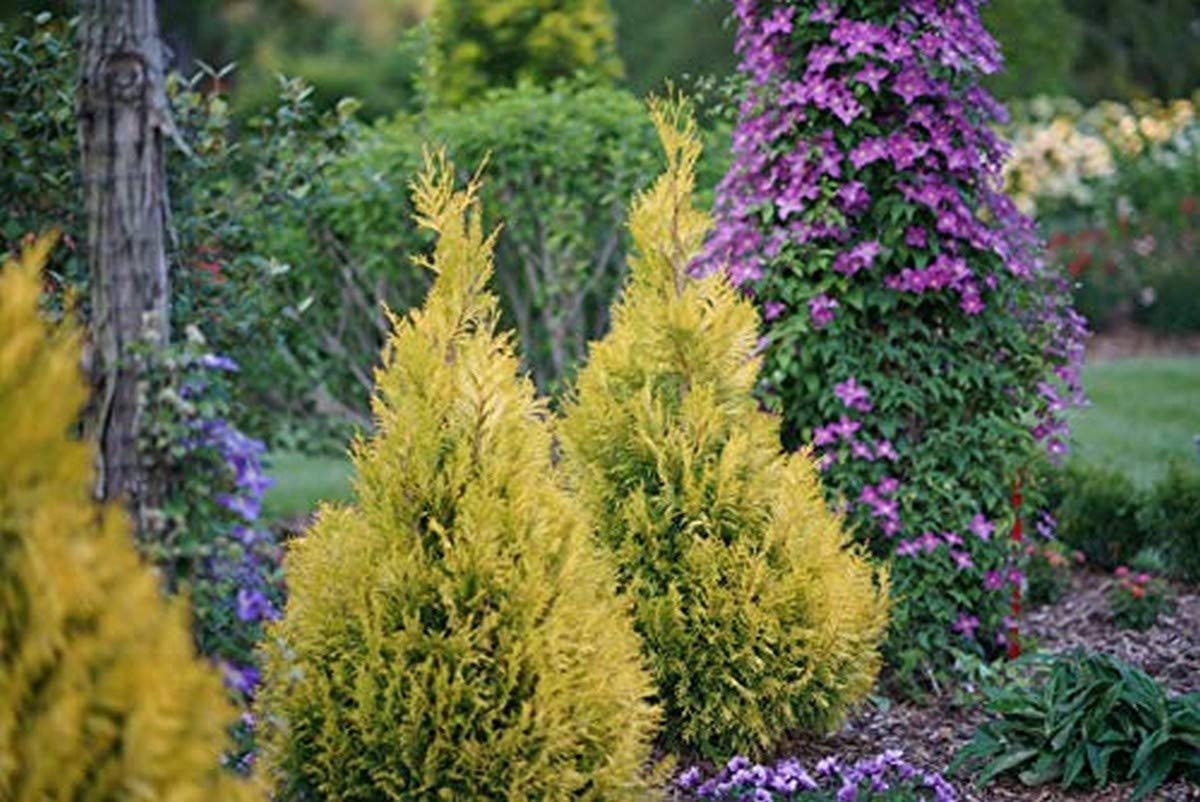 Proven Winners 1 Gallon Fluffy Western Arborvitae (Thuja) Live Evergreen Shrub