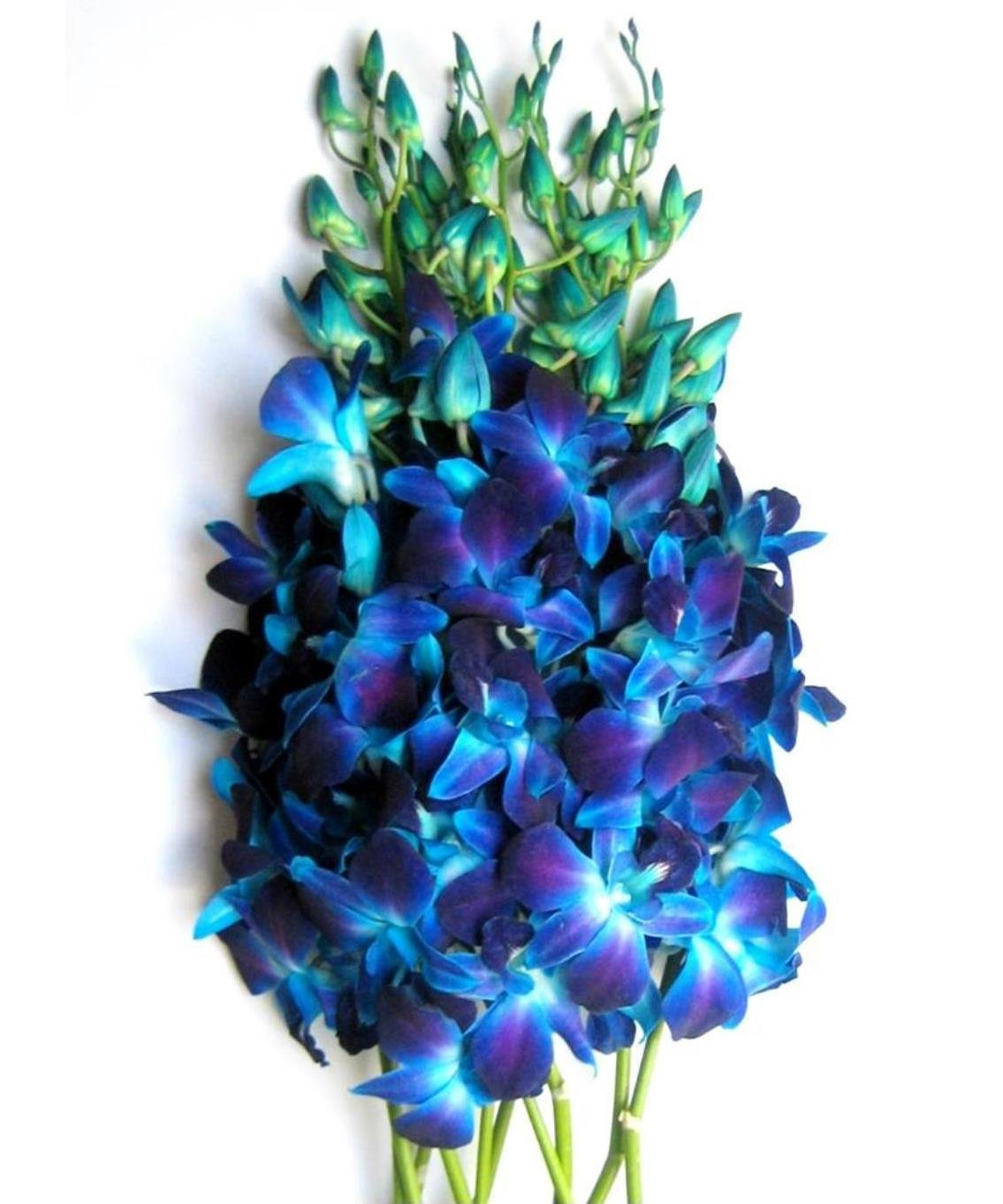 KaBloom : Bouquet of Fresh 10 Blue Dendrobium Orchids, Next-Day Delivery.