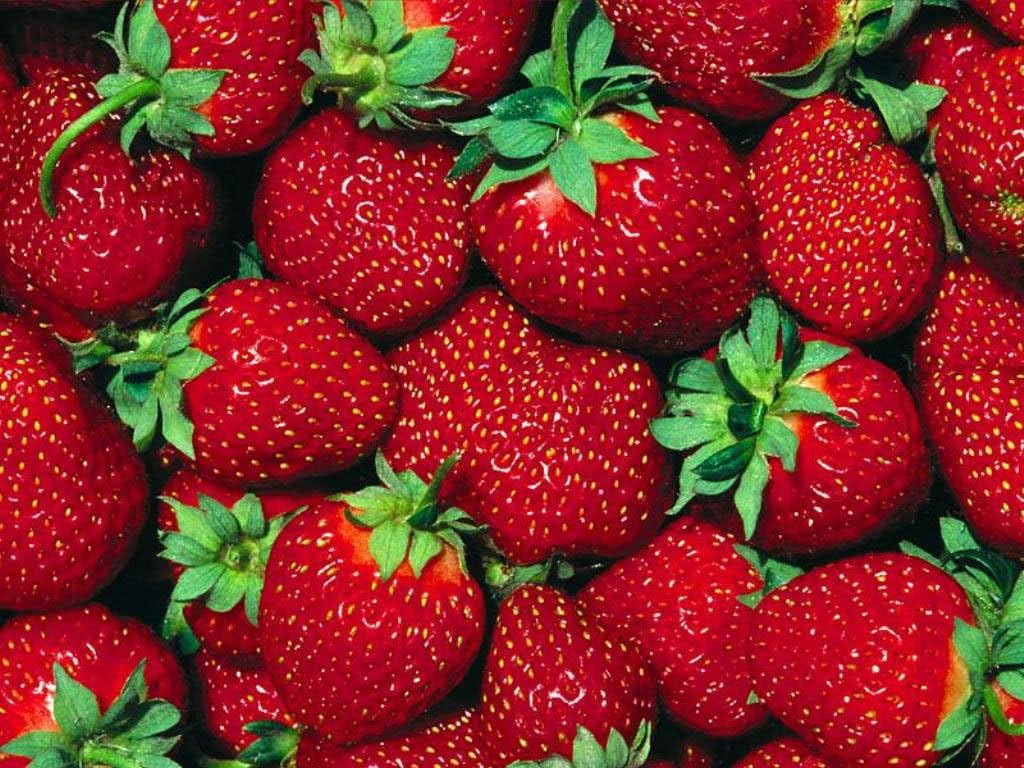 Fort Laramie Everbearing Strawberry 50 Count Bare Root Plants
