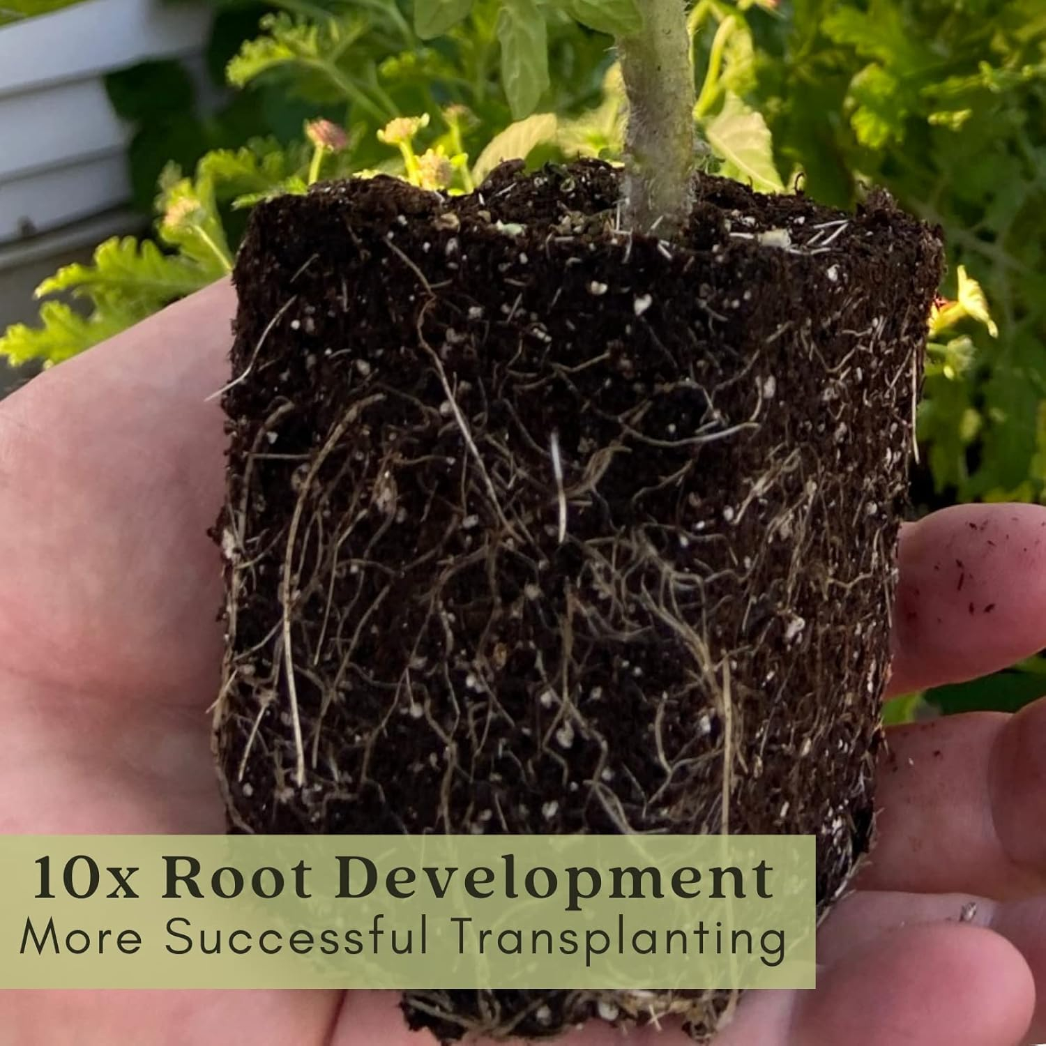 Clovers Whopper Tomato Plants – Two (2) Live Plants – Non-GMO - Not Seeds - Each 4" to 8" Tall – in 4" Inch Pots – Globe, Indeterminate