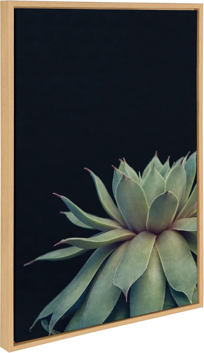 Kate and Laurel Sylvie Succulent 8, Succulent 1, and Succulent 5 Framed Canvas Wall Art Set by Emiko and Mark Franzen of F2Images, 3 Piece Set Natural, Modern Dramatic Botanical Wall Décor