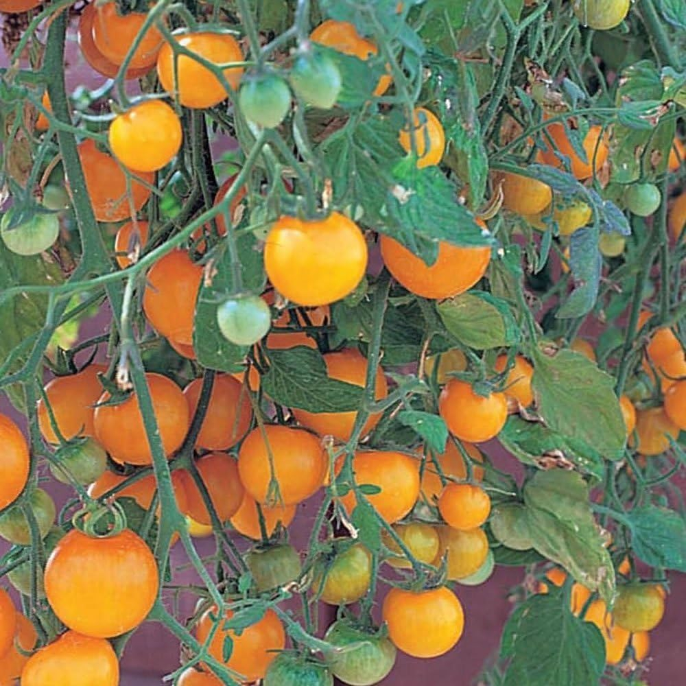 Golden Yellow Tumbling Tom Cherry Tomato Plant for Hanging Baskets