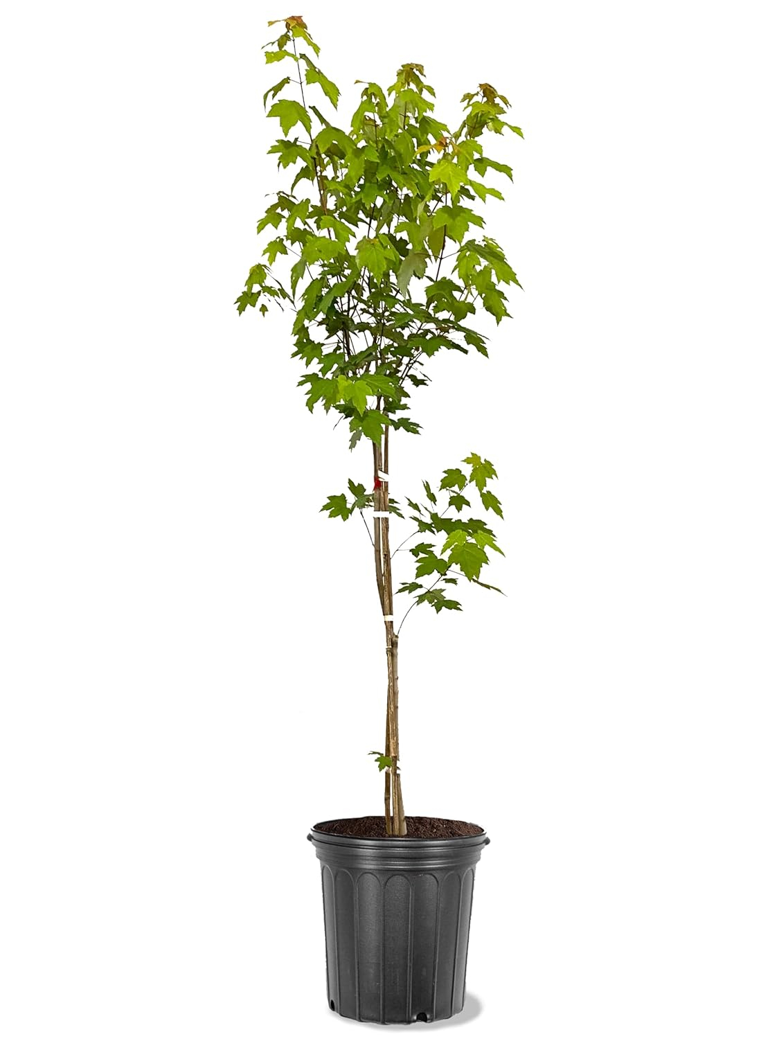 American Plant Exchange Shade Trees Live Maple Red Outdoor Landscape Plant, 5-Gallon Pot