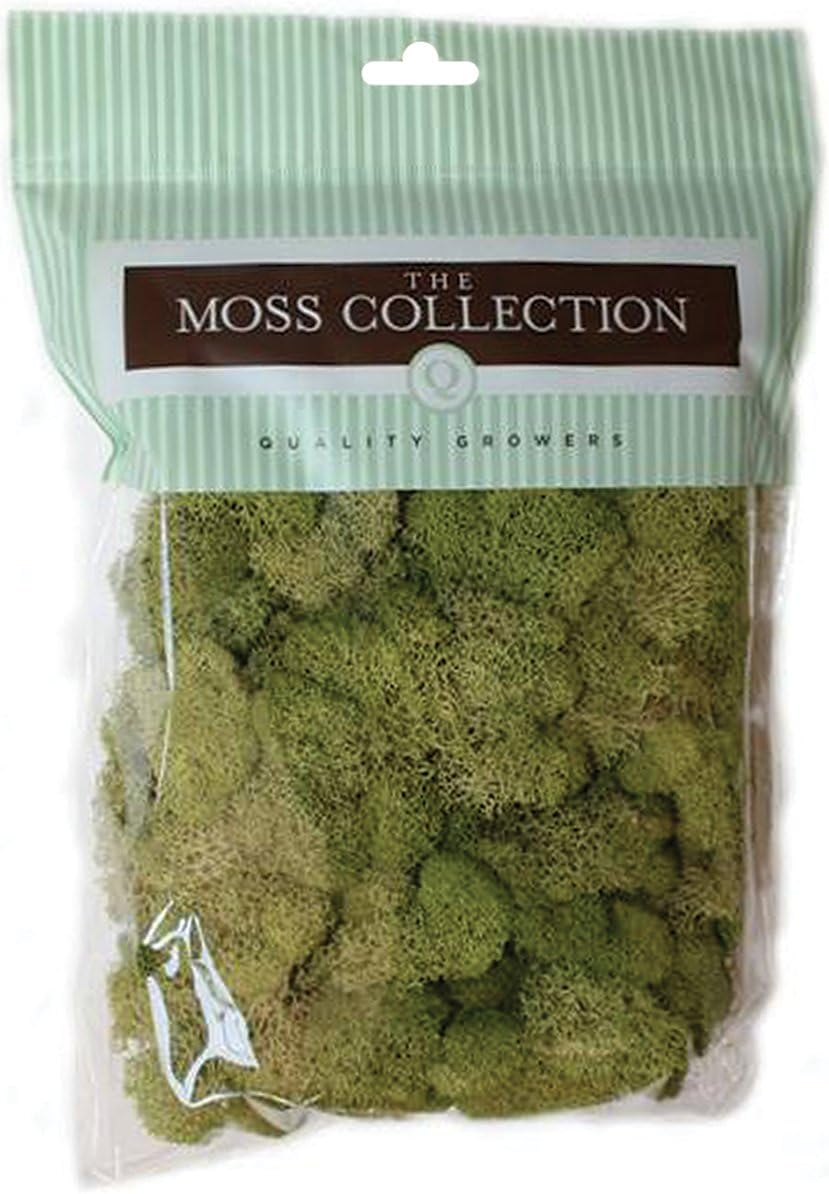 Quality Growers Preserved Reindeer Moss 108.5 Cubic Inches-Spring Green