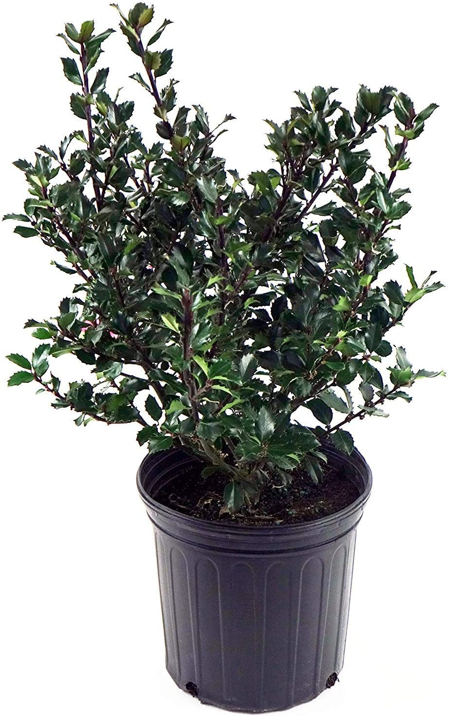 Ilex X meserveae 'Blue Prince' (Blue Holly) Evergreen, #3 - Size Container