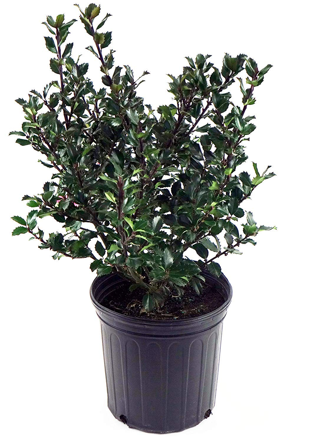 Ilex X meserveae 'Blue Prince' (Blue Holly) Evergreen, #3 - Size Container