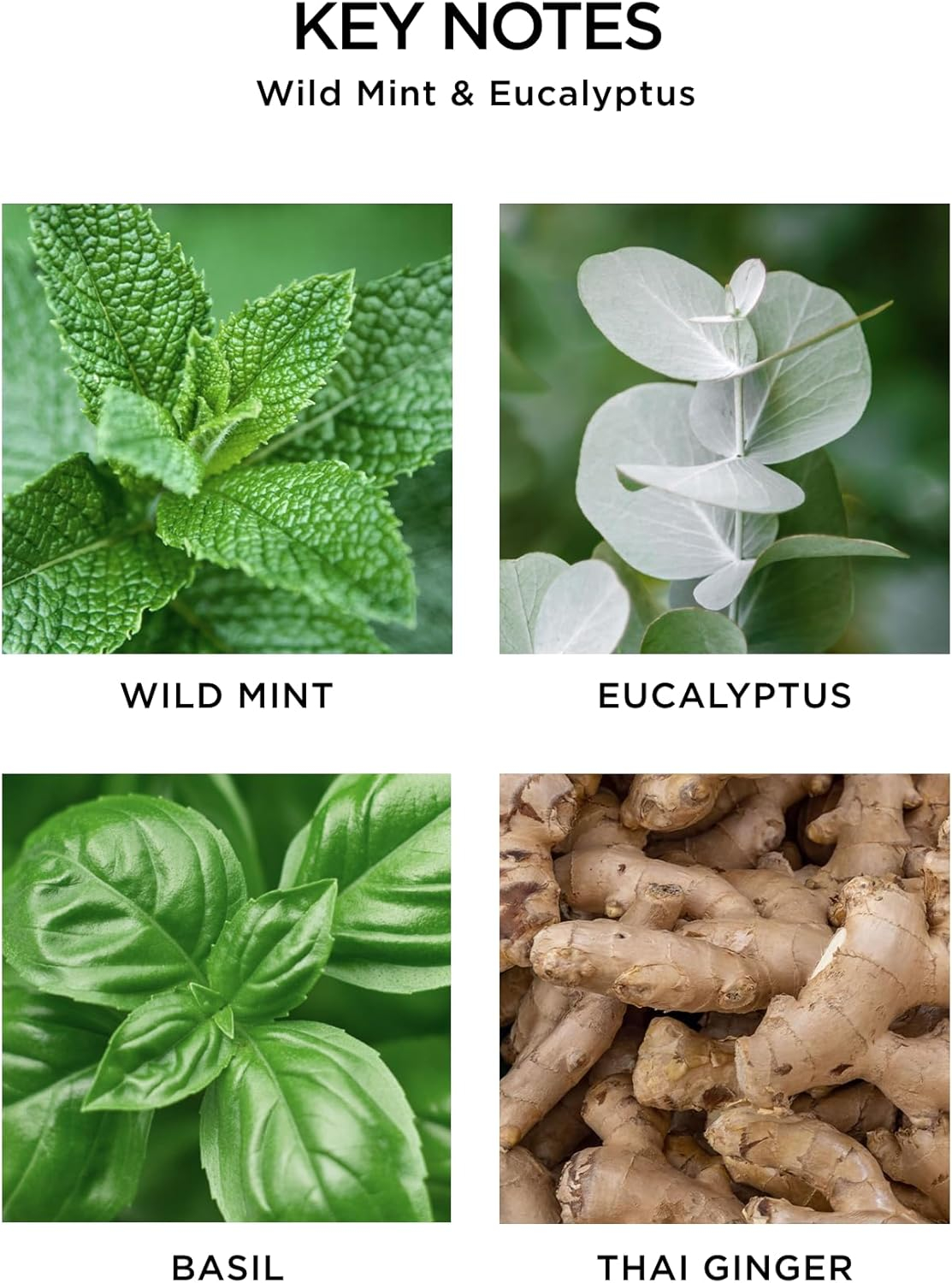 Nest Fragrances Reed Diffuser - Wild Mint & Eucalyptus
