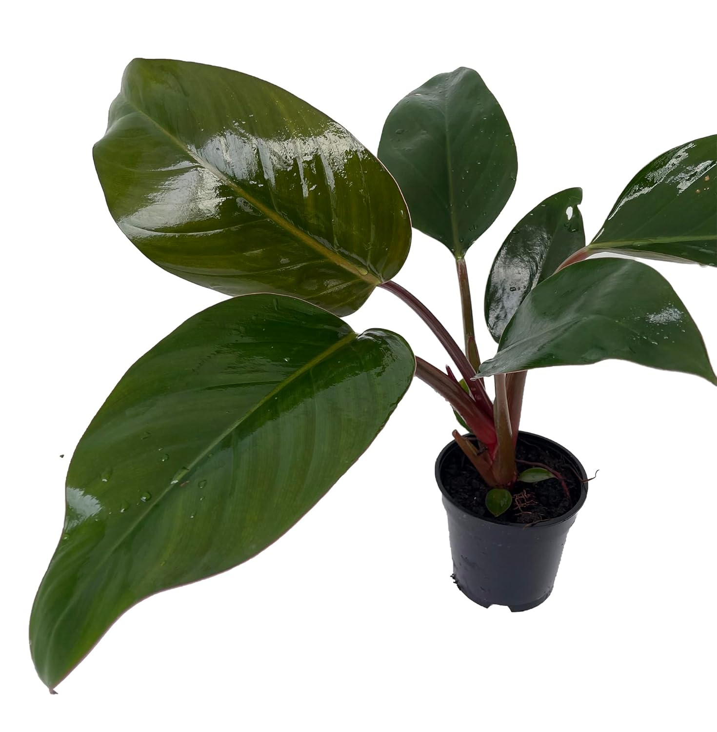 Rare Black Cardinal Philodendron in 4" Pot with Glossy Bronze Leaves
