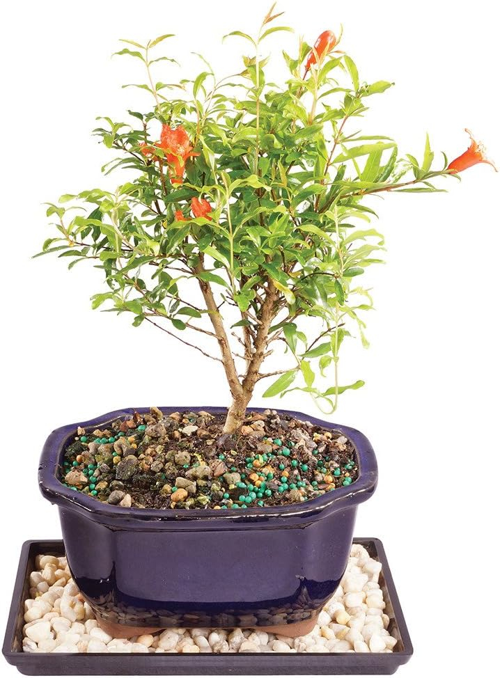 Brussel's Bonsai -in Orange Feature Dwarf Pomegranate In pot (with soil)