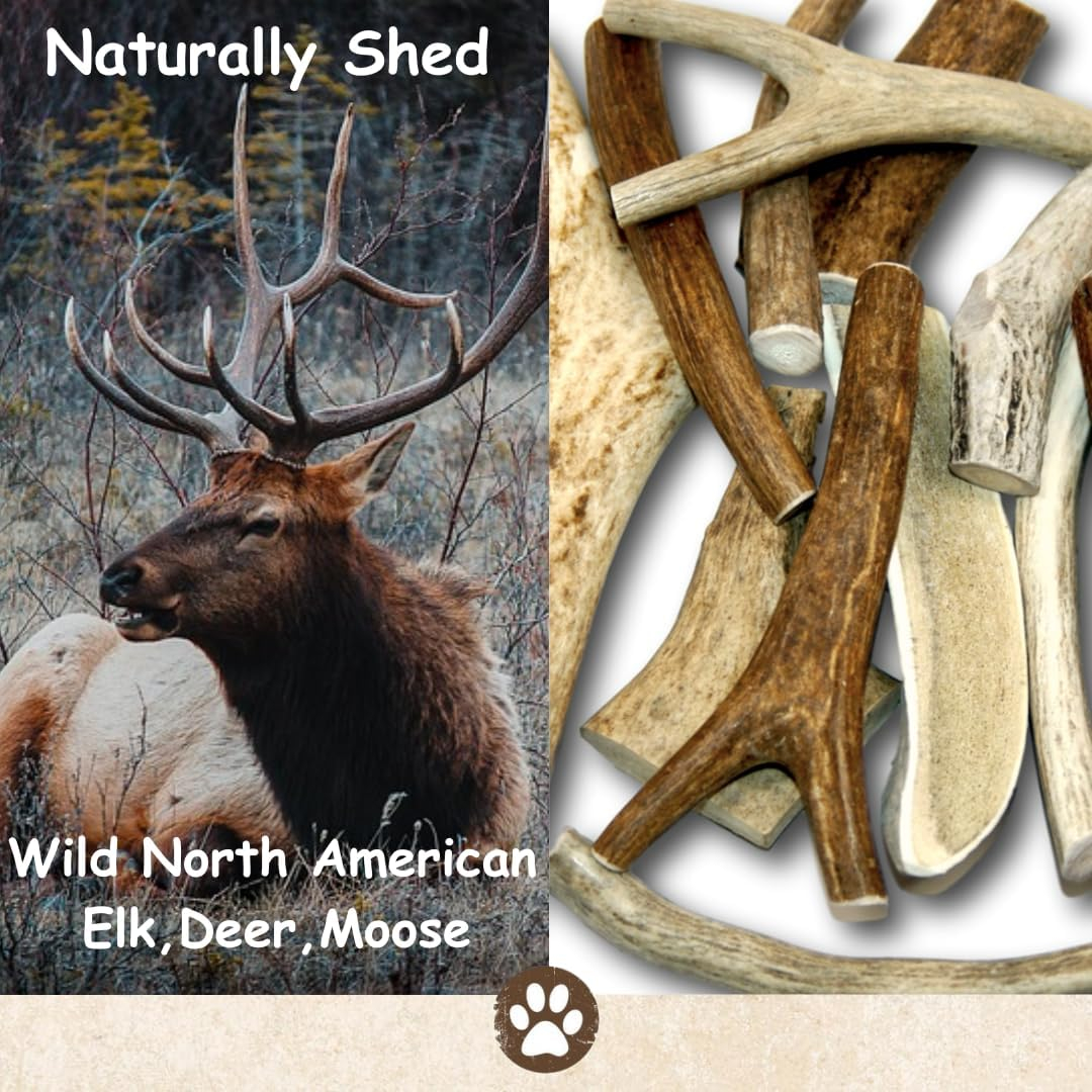 Premium Large Antler - ONE Pound (+/- an Ounce) Variety Pack - Top Dog Chews