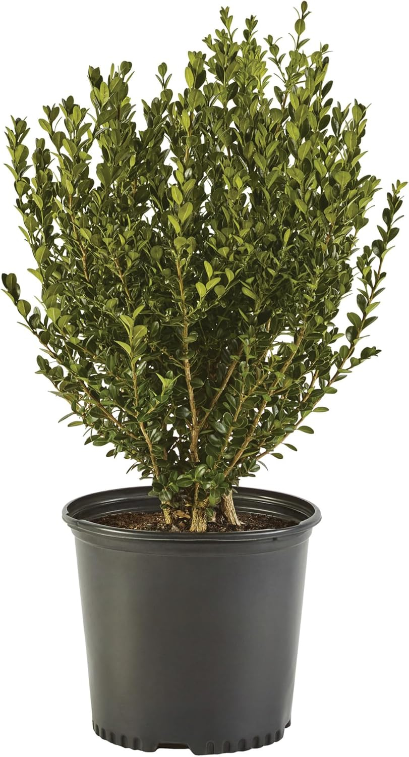 Expert Gardener 1 Gallon Wintergreen Boxwood Live Shrub