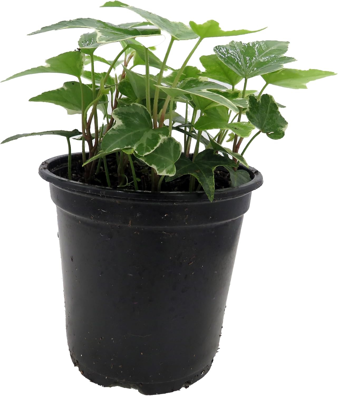 Glacier English Ivy in 4" Green Pot