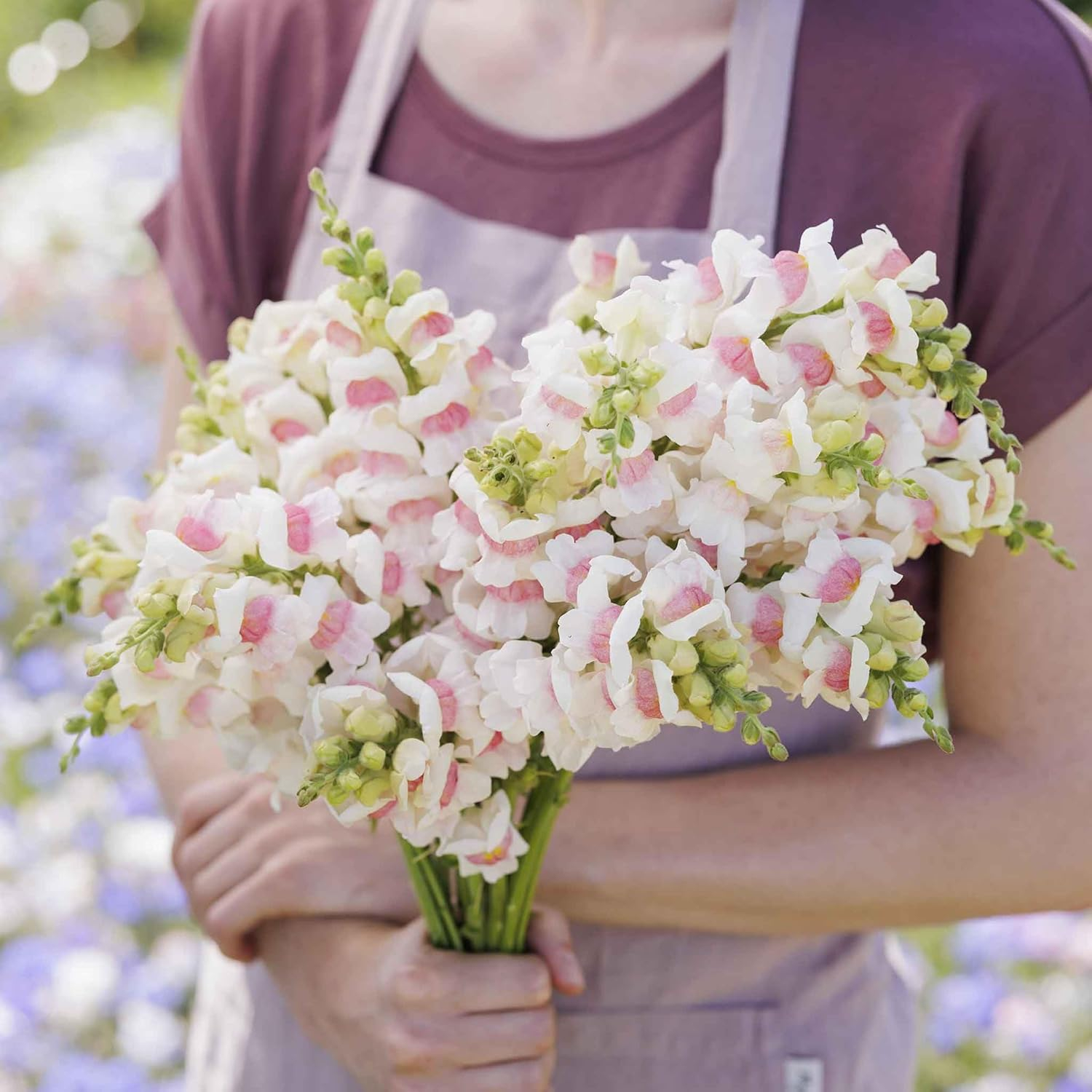Eden Brothers Snapdragon Seeds - Potomac Appleblossom