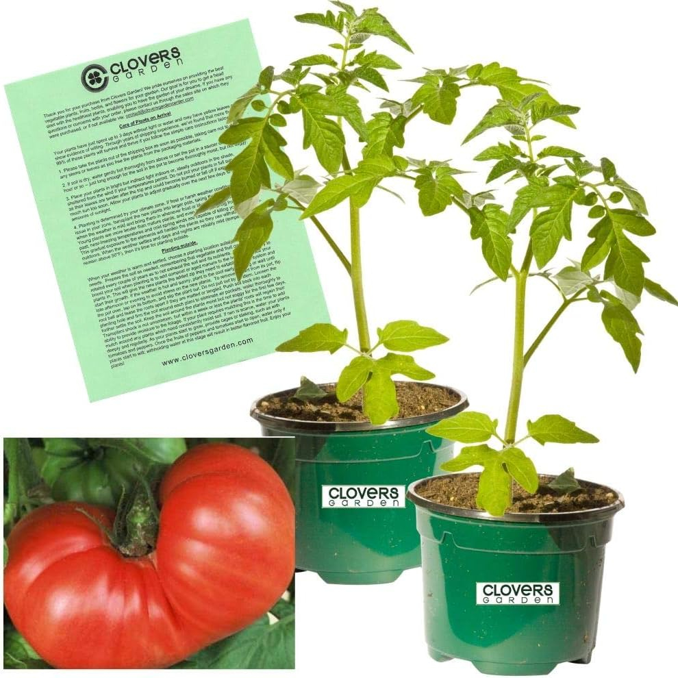 Clovers Garden Goliath Tomato Plant – Two (2) Live Plants – Not Seeds – Each 5" to 7" Tall, in 3.5 Inch Pots