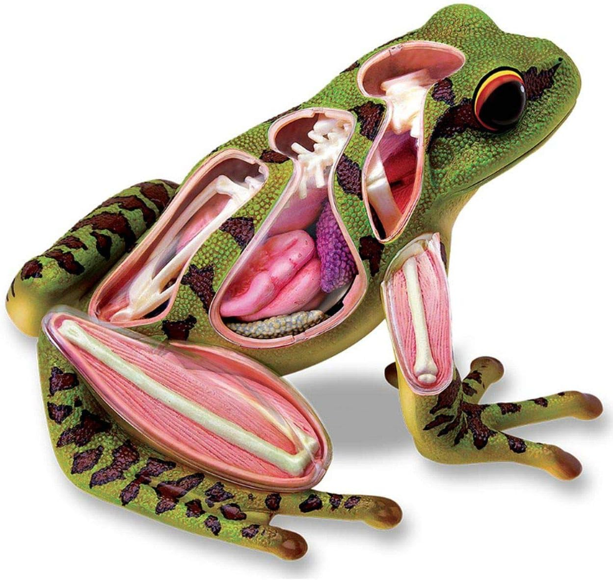 4D Vision Frog Highly Detailed Science Model Kit