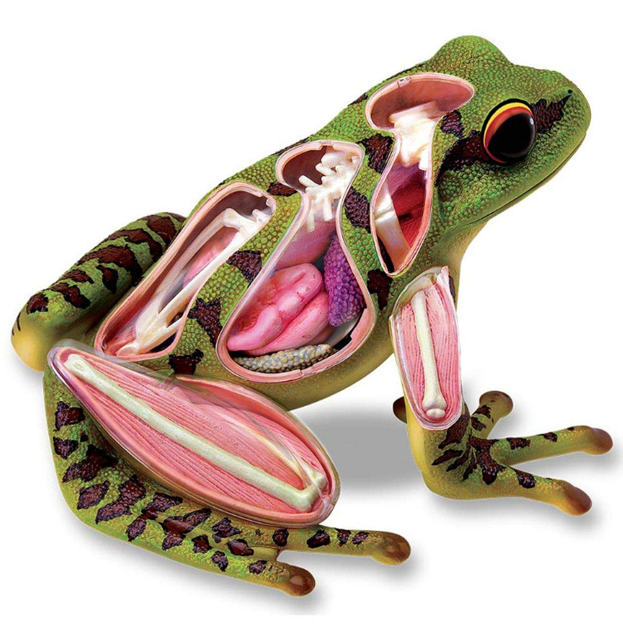 4D Vision Frog Highly Detailed Science Model Kit