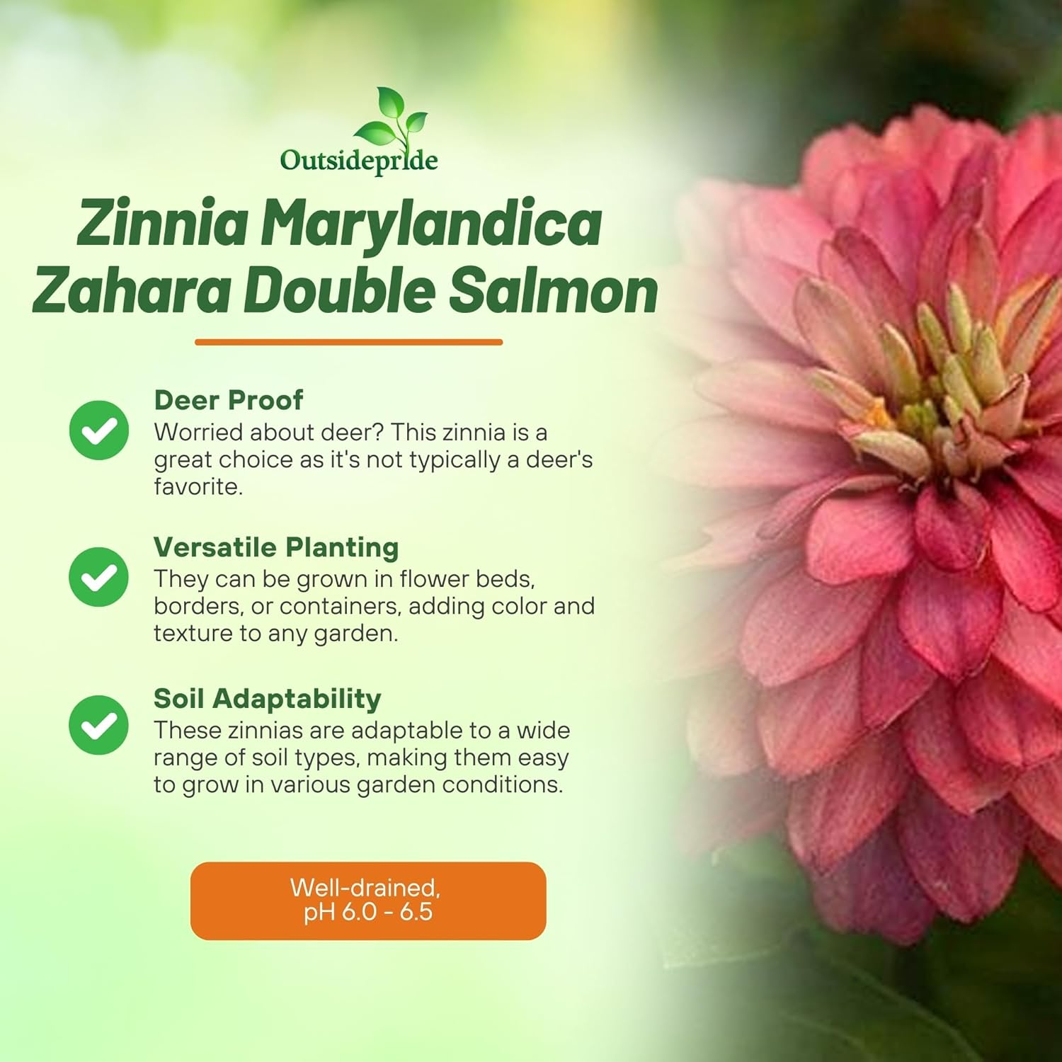 Zahara Double Salmon Zinnia Seeds for Vibrant Outdoor Gardens