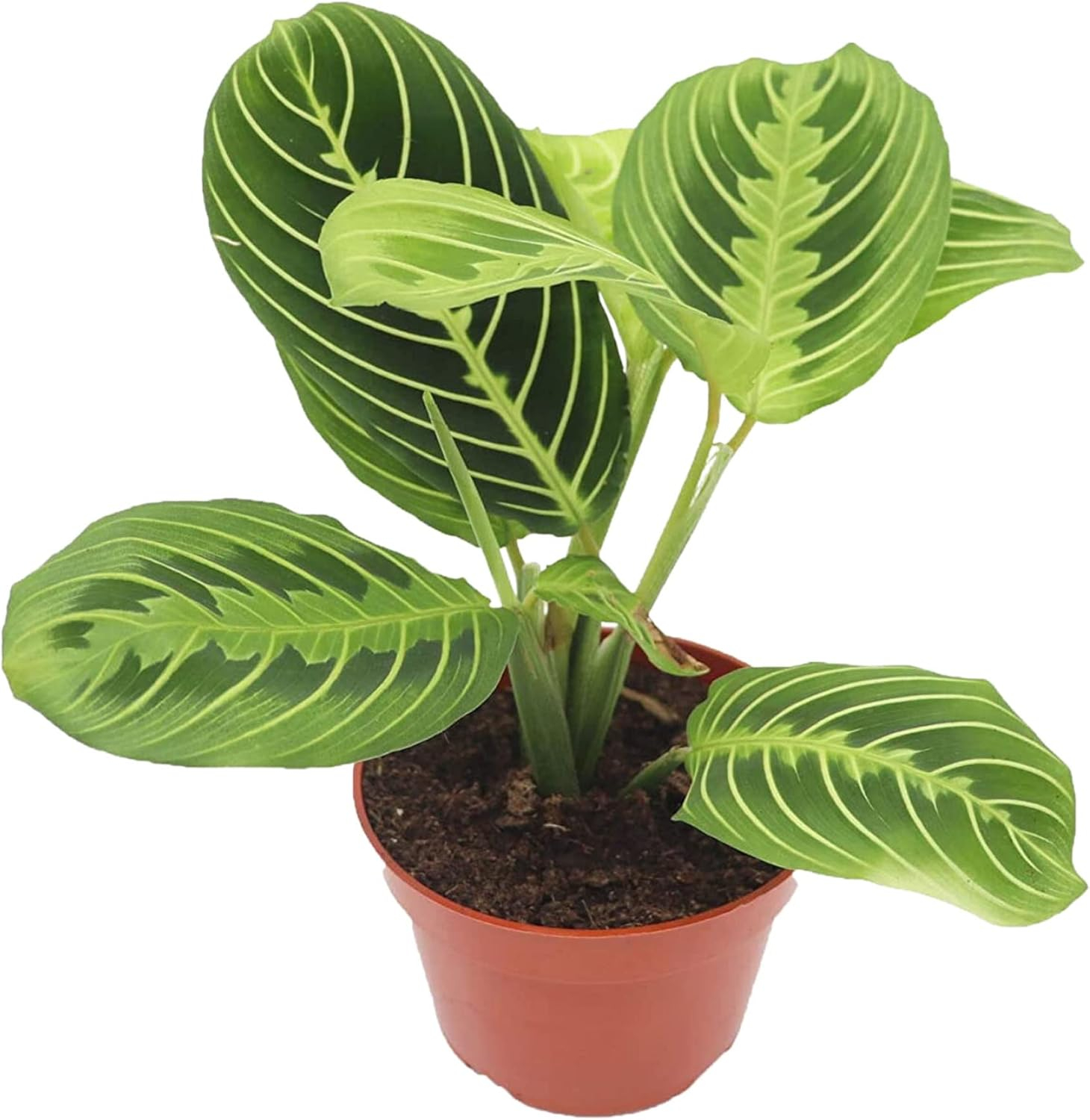 Maranta Green Prayer Plant “Lemon Lime” - 6” from California Tropicals