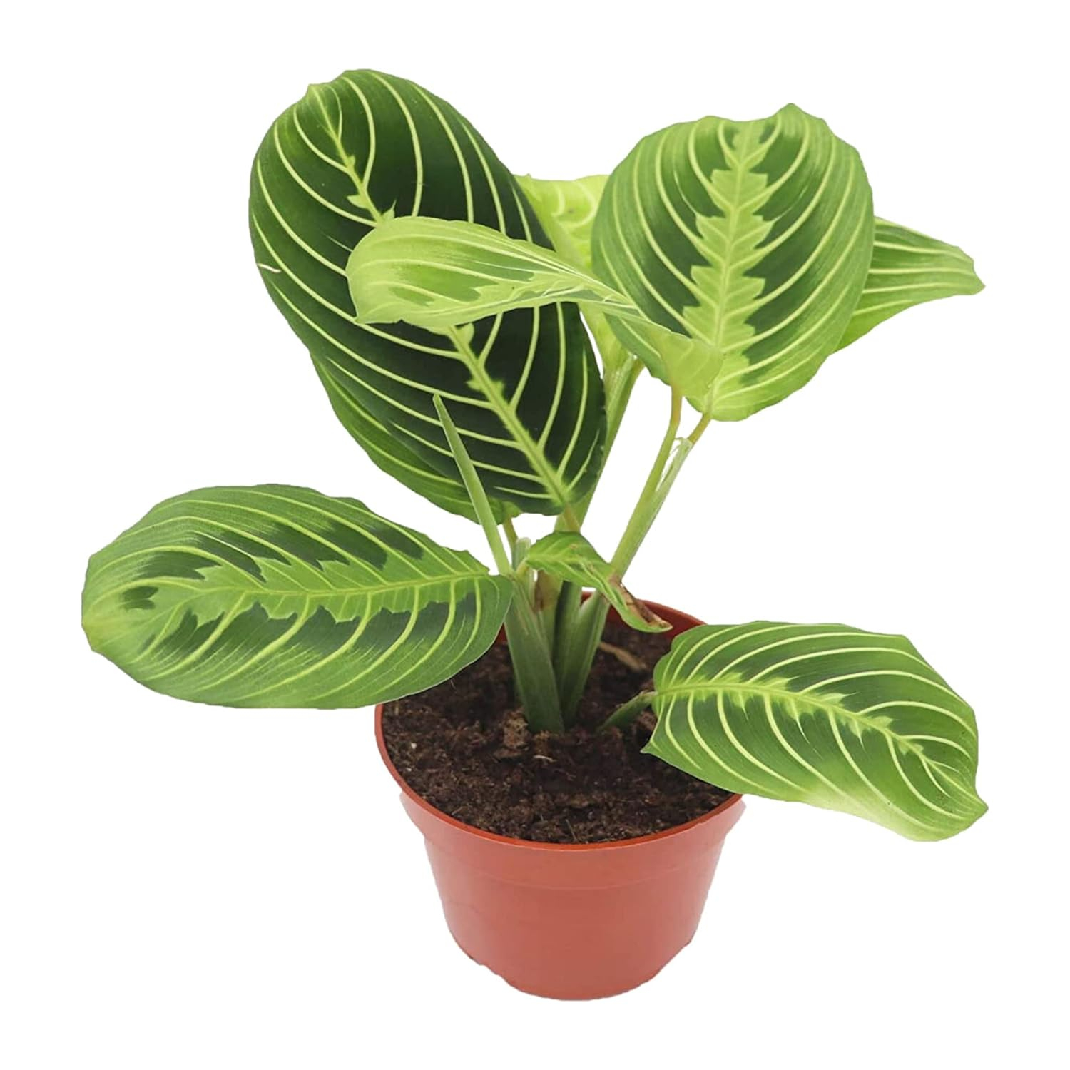 Maranta Green Prayer Plant “Lemon Lime” - 6” from California Tropicals