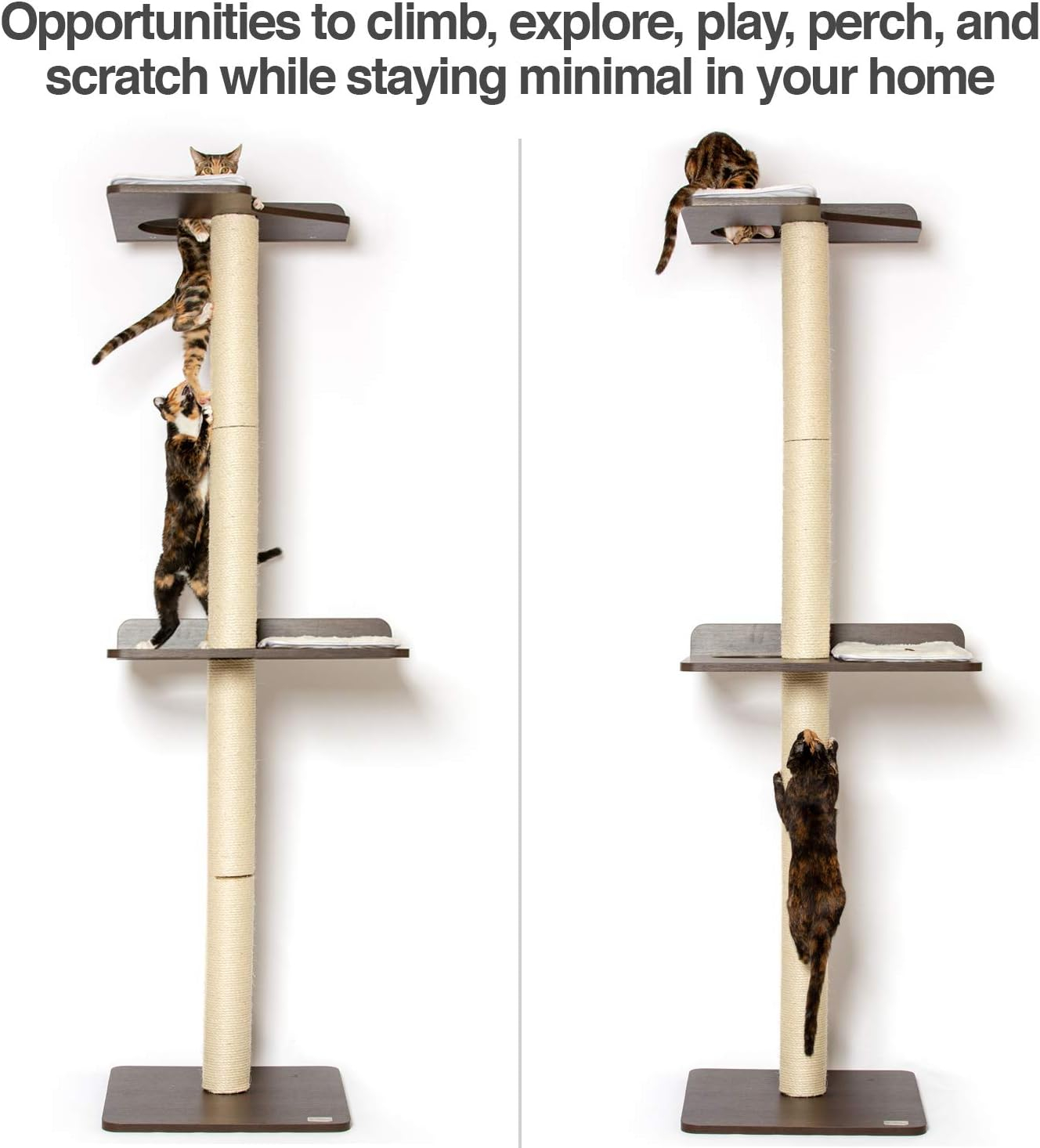 The Ultimate Cat Climber