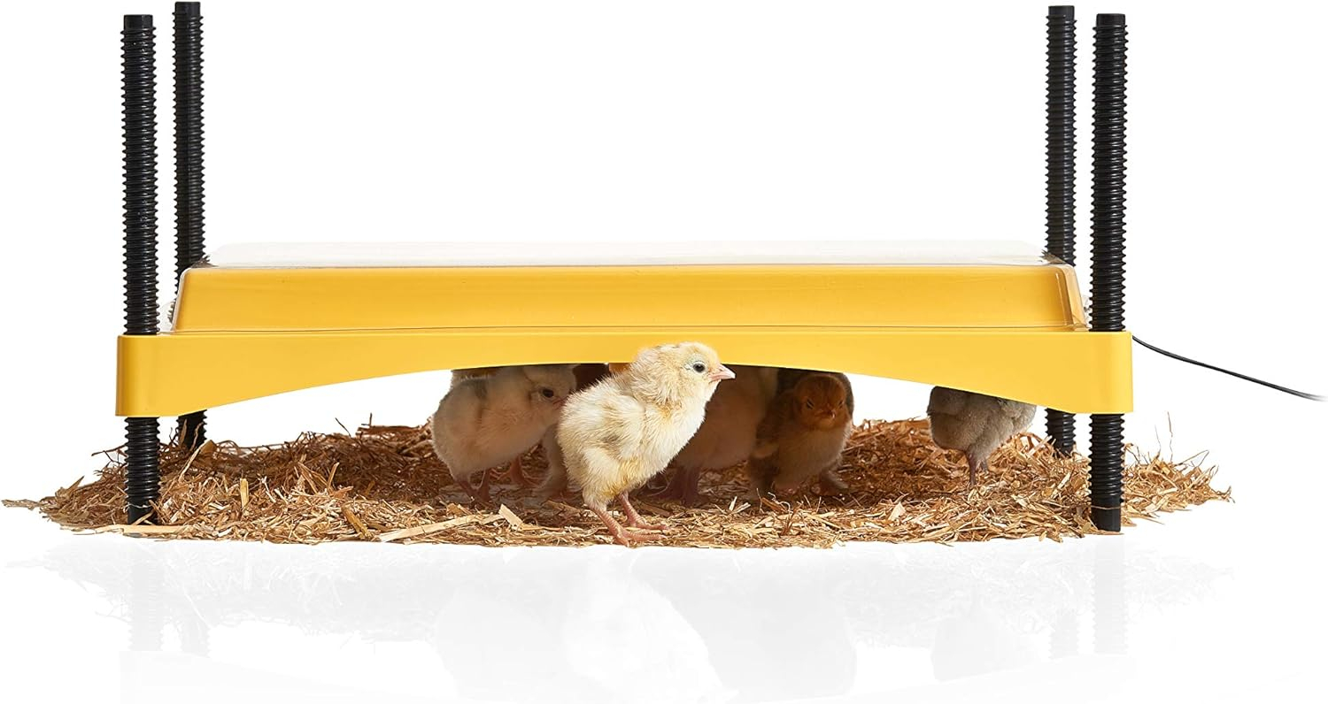 Brinsea EcoGlow 1200 Safety Economical 35 Chick Egg Incubator with Clear Plastic Cover