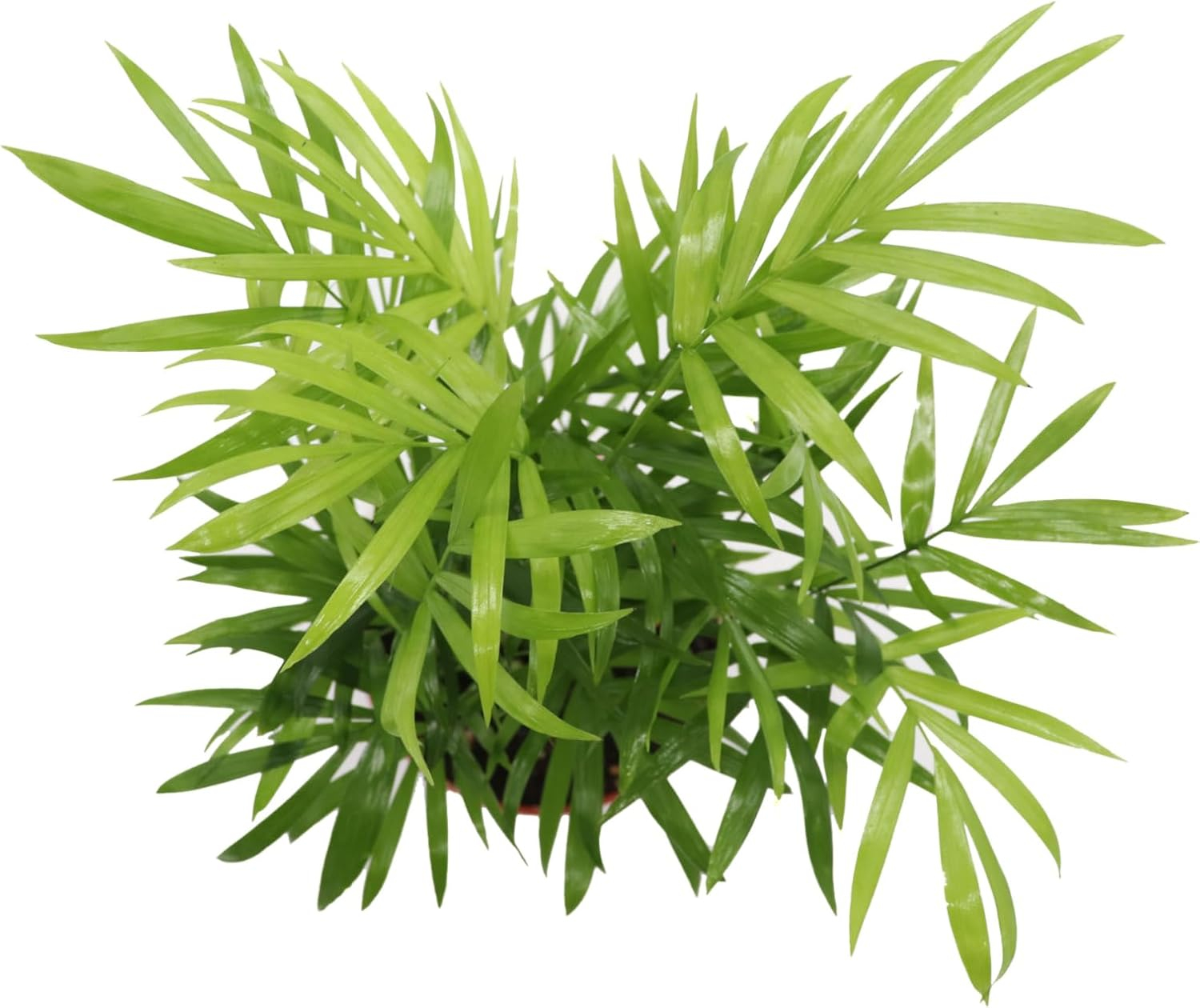 Victorian Parlor Palm (Neanthe Bella Palm) - 4'' from California Tropicals