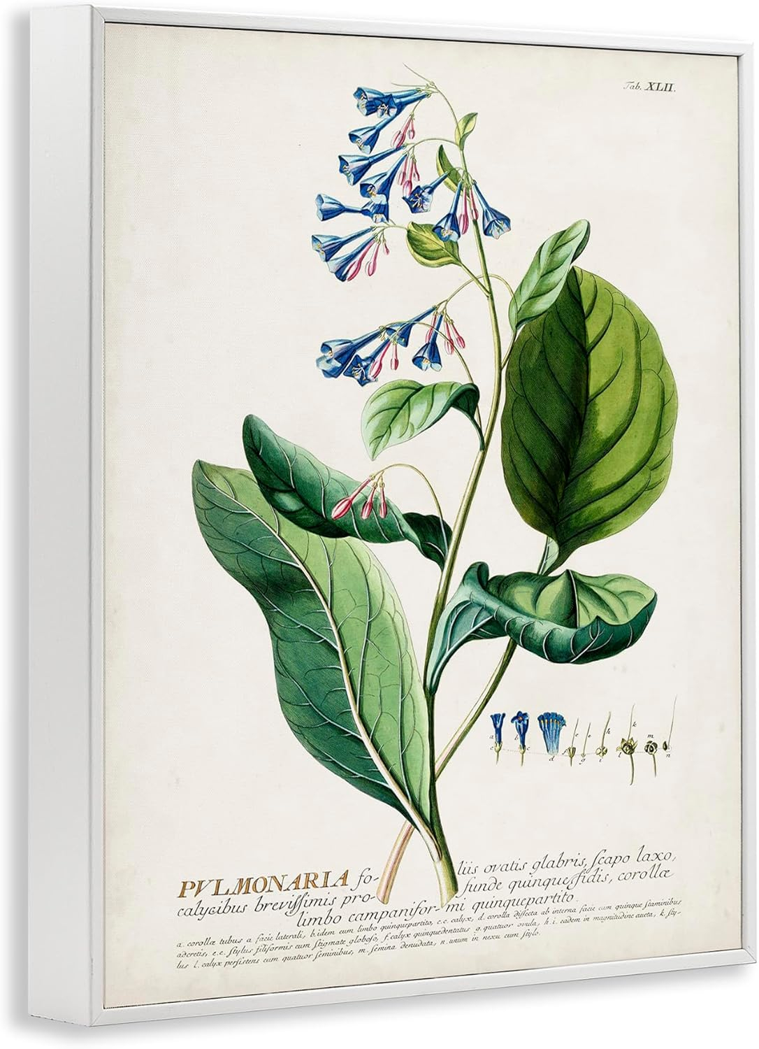 Stupell Industries Botanical Plant Illustration Blue Flowers Vintage Design Drawing Print Framed Art Print Wall Art, 11x14, By World Art Group