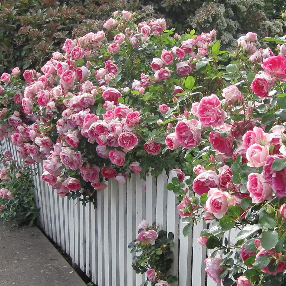 Carefree Wonder Pink Rose Bush for Outdoor Planting