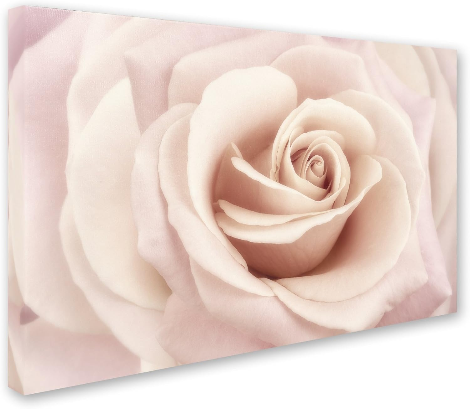 Trademark Fine Art 'Peach Pink Rose' Canvas Art by Cora Niele