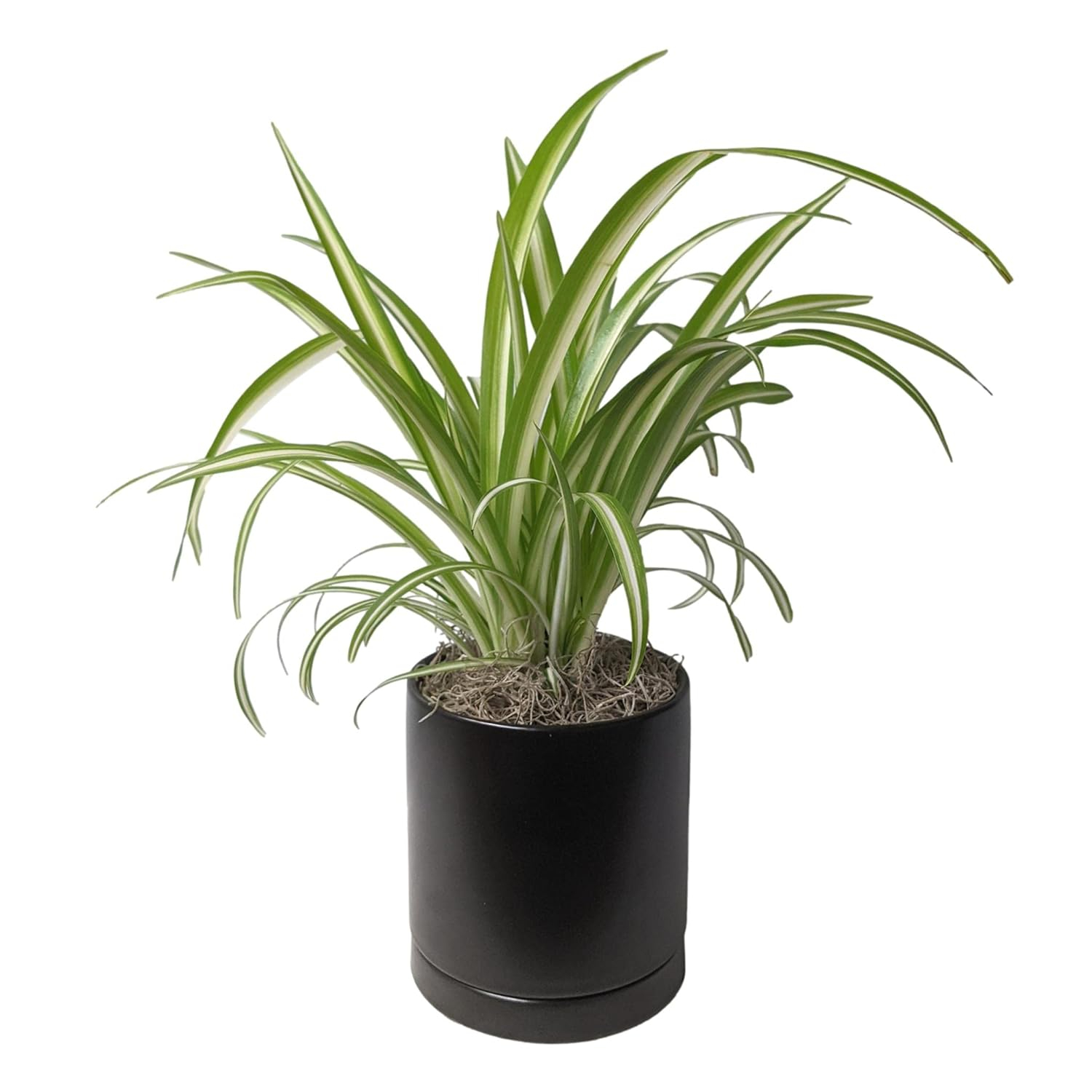 Easy to Grow Spider Plant Variegated - 1 Potted Houseplant Placed in a Black Ceramic Pot with Water Saucer, Low-Maintenance Indoor Outdoor