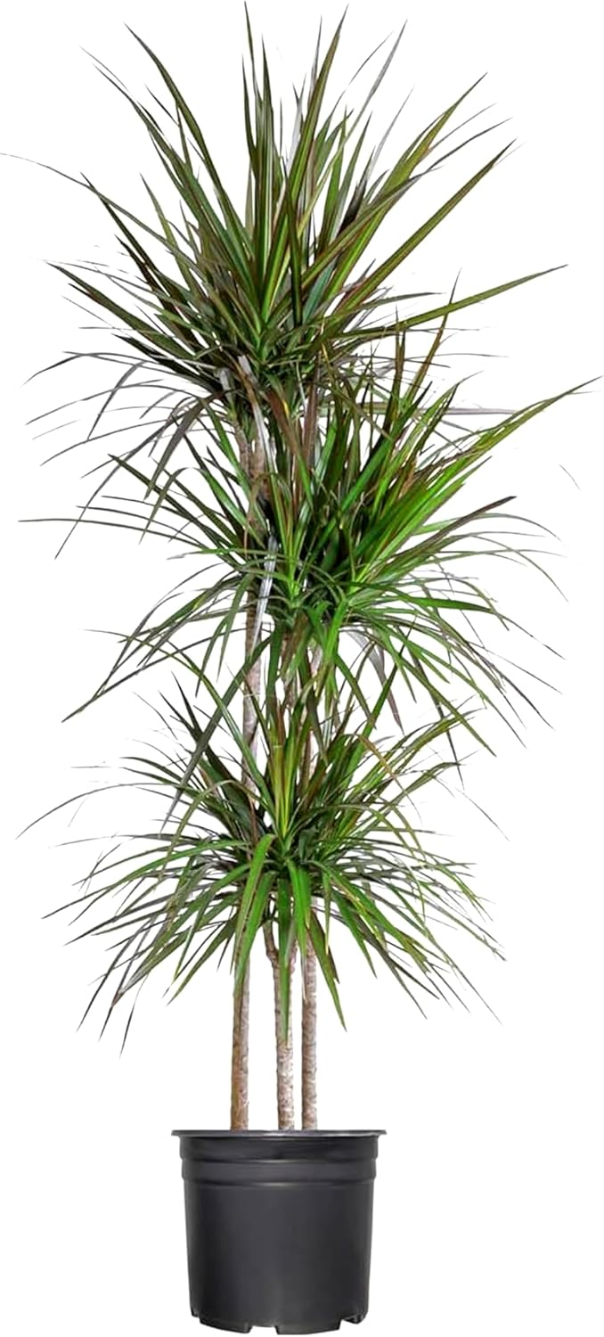 Extra Large Madagascar Dragon Tree in Black Pot