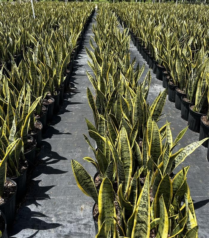 Sansevieria Laurentii Live Plant Indoor/Outdoor in 10 in Grower Pot, Green, Yellow
