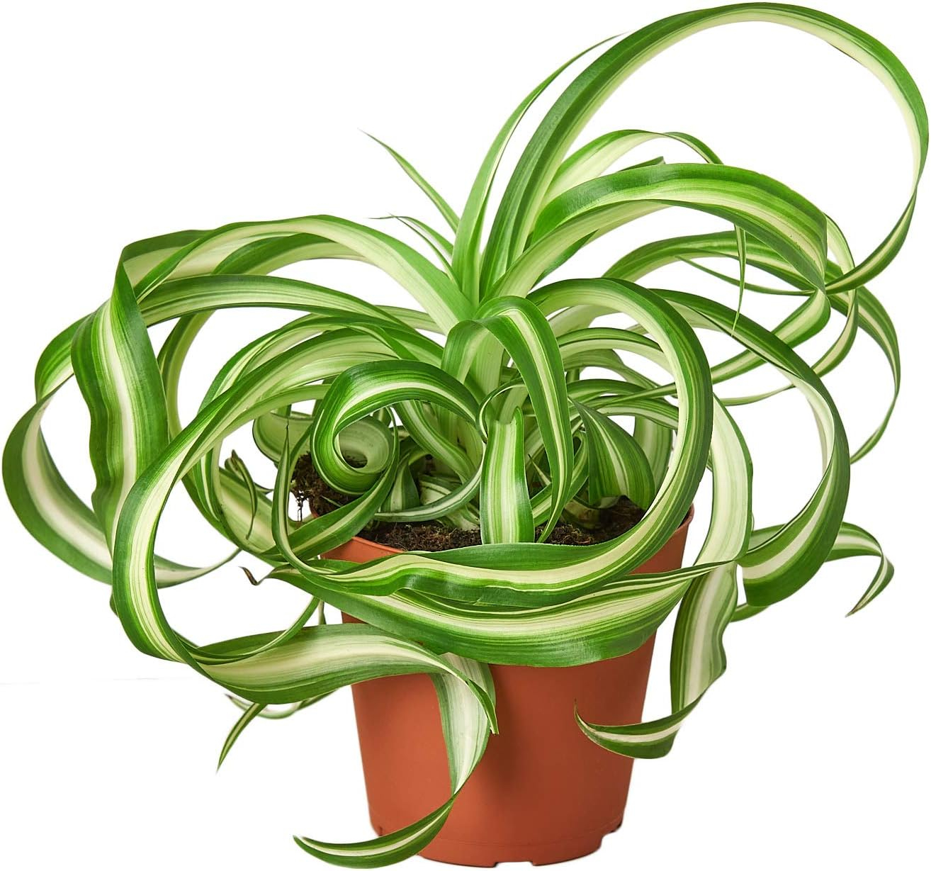 House Plant Shop | Spider 'Bonnie' - 4" Pot | Live Indoor Plant | Easy to Care | Natural Décor Plant | Great Gifts| Free Care Guide