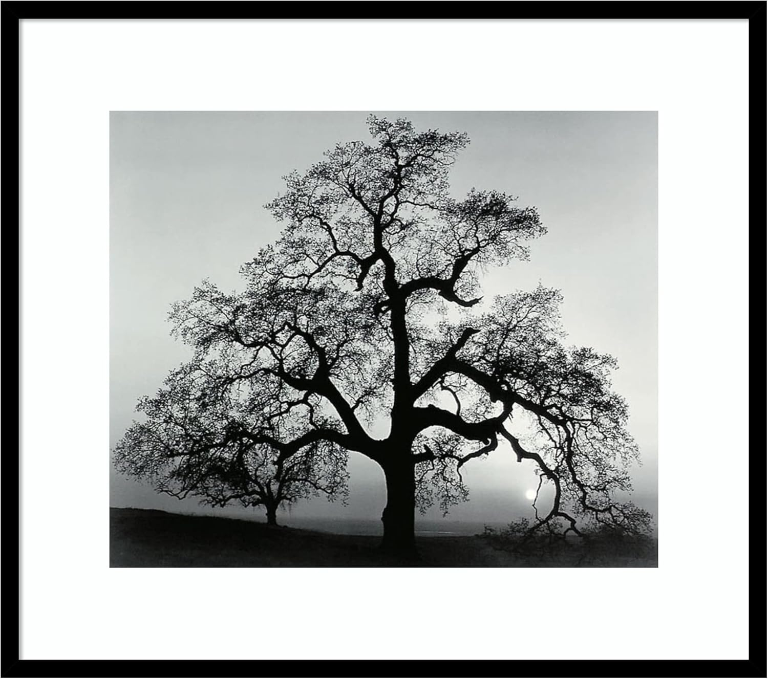Amanti Art Framed Wall Art Print 27x31 Oak Tree Sunset City California 1962 by Ansel Adams, Landscapes Wall Art, Museum Masters Decor, Large Poster Painting Artwork for Living Room, Bedroom, Bathroom
