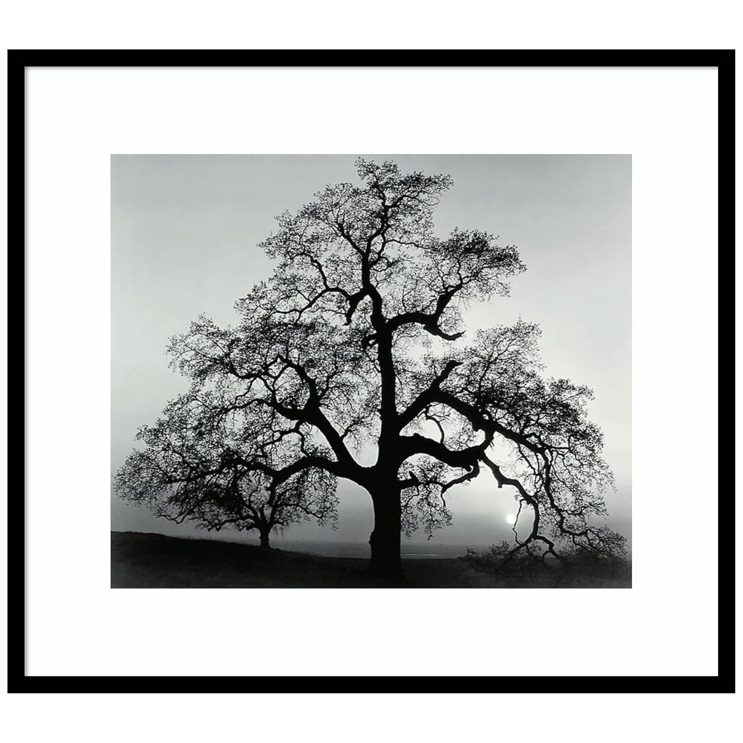 Amanti Art Framed Wall Art Print 27x31 Oak Tree Sunset City California 1962 by Ansel Adams, Landscapes Wall Art, Museum Masters Decor, Large Poster Painting Artwork for Living Room, Bedroom, Bathroom