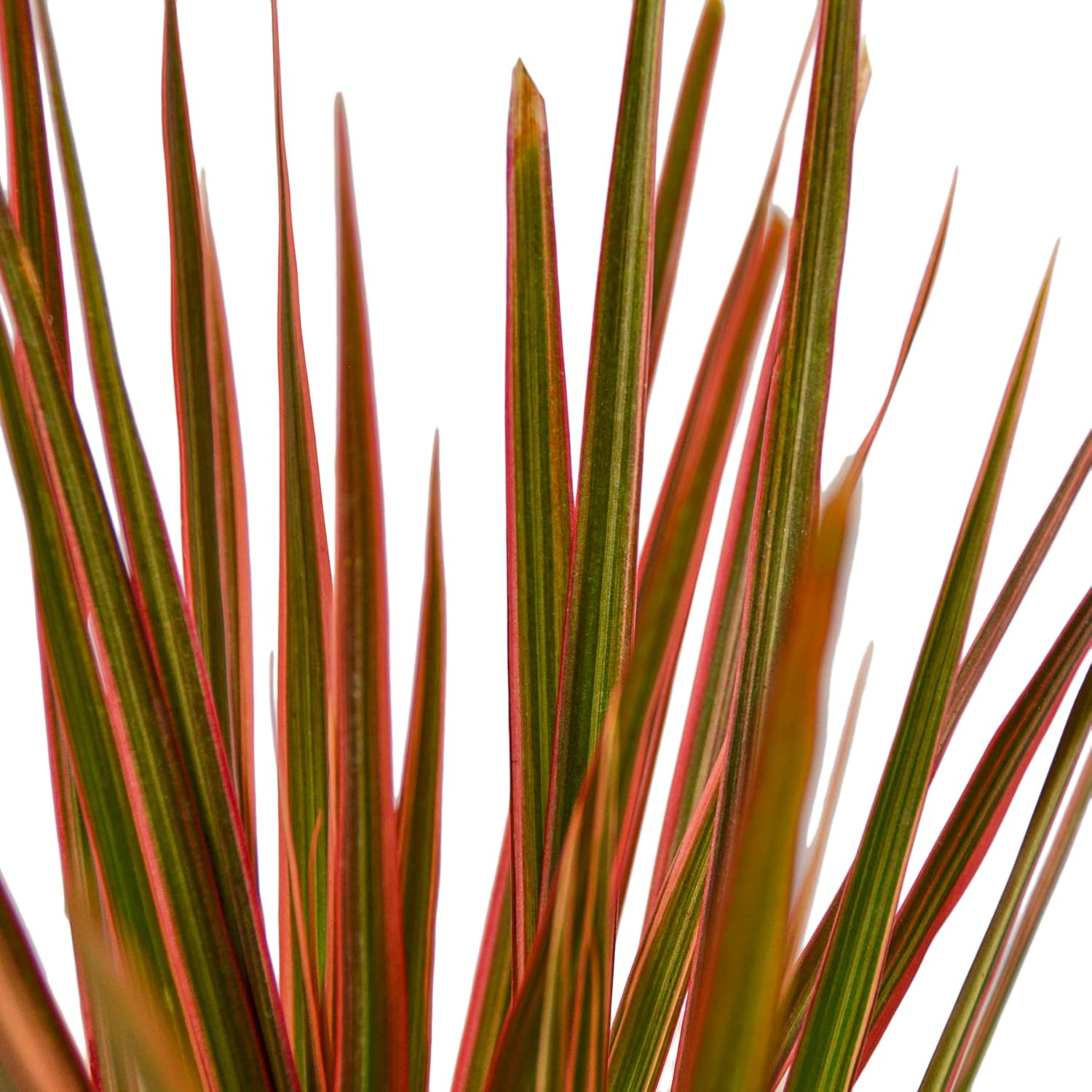 House Plant Shop | Dracaena 'Colorama' - 3" Pot | Live Indoor Plant | Free Care Guide