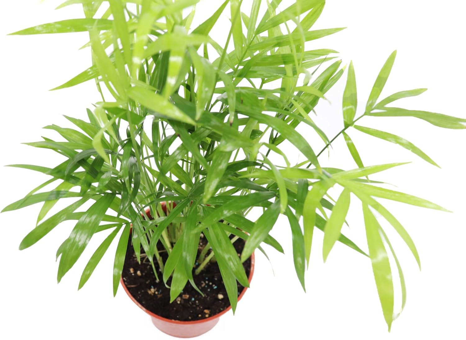 Victorian Parlor Palm (Neanthe Bella Palm) - 4'' from California Tropicals