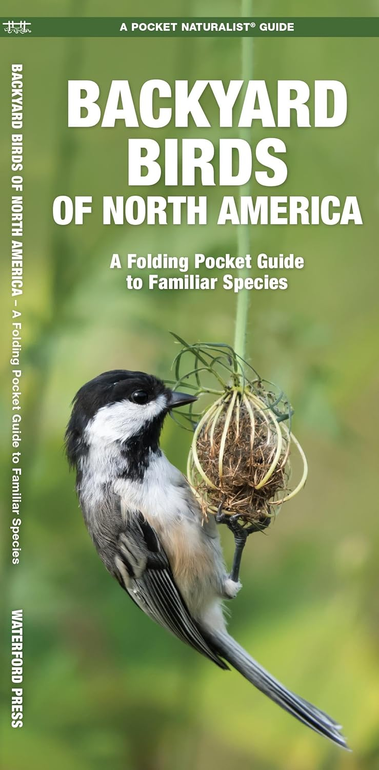 Wildlife and Nature Identification Backyard Birds of North America: A Folding Pocket Guide to Familiar Species, (Paperback)