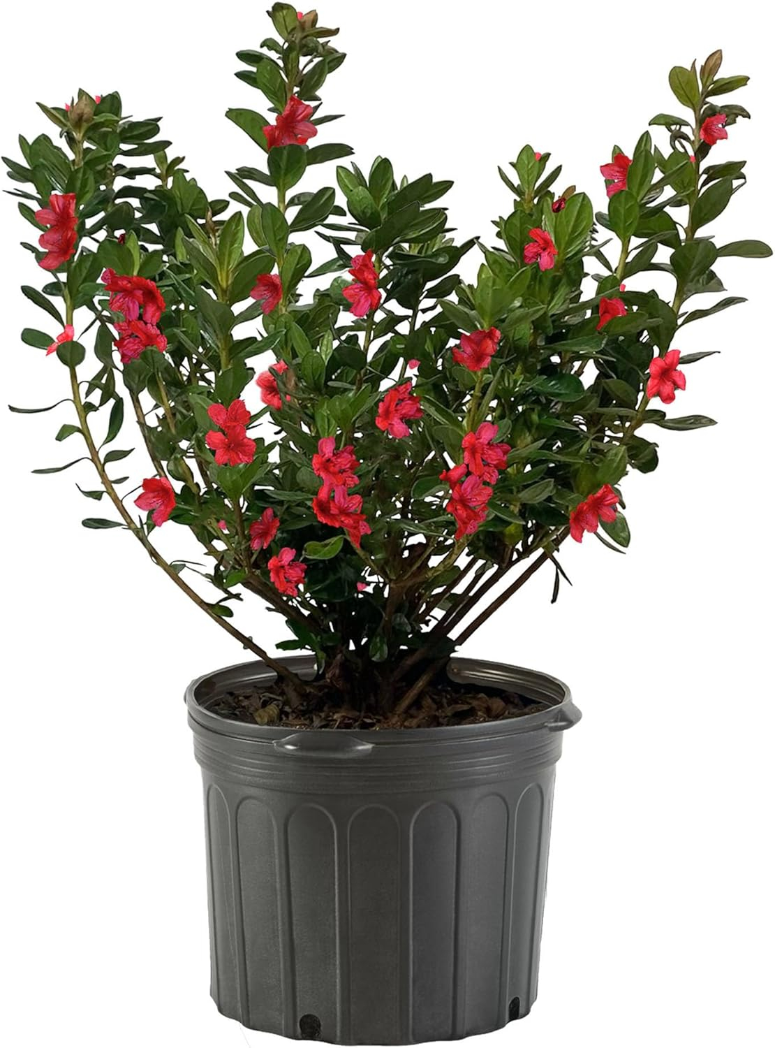 1 Gallon Red Midnight Flare Azalea Shrub with Green Foliage