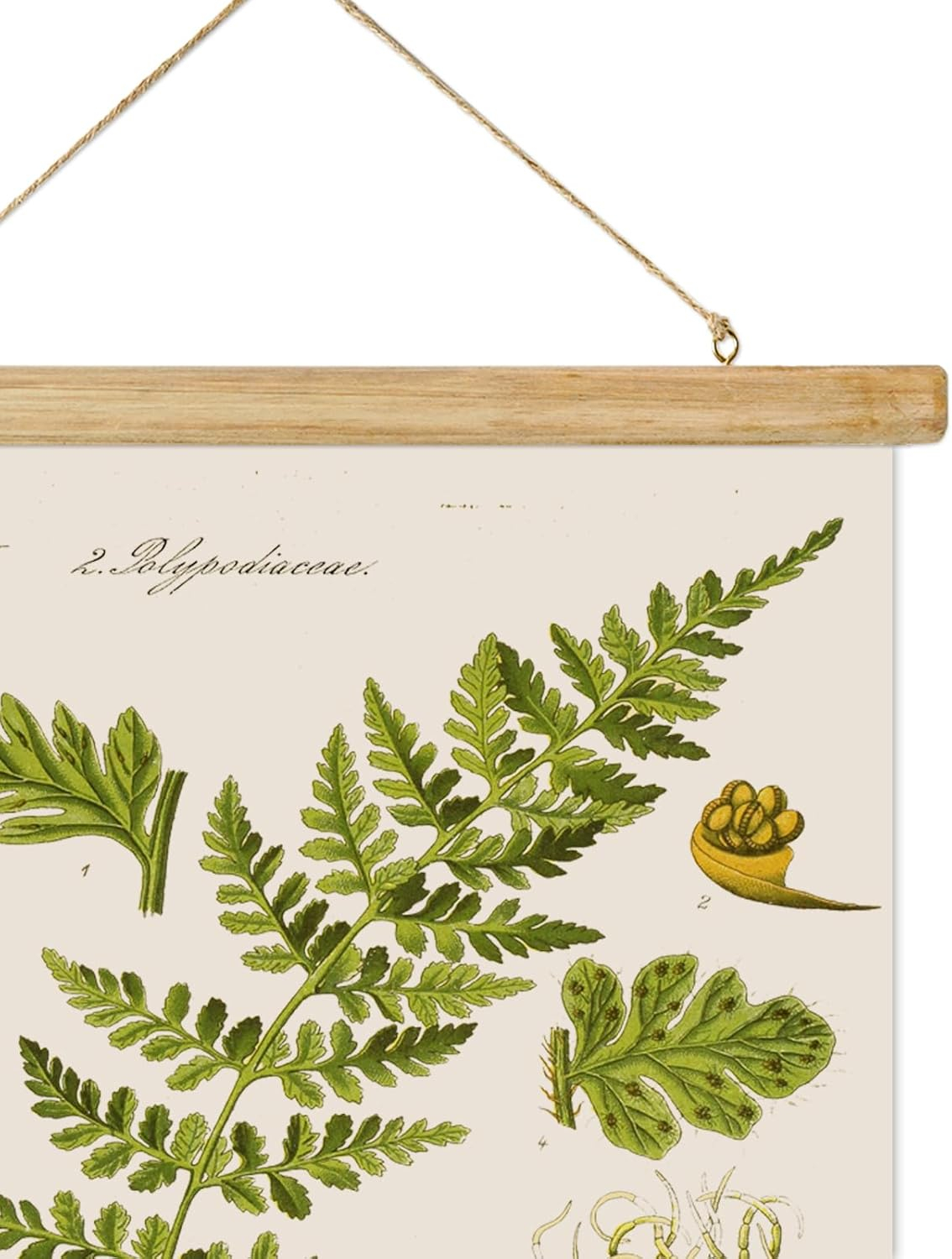 Vintage Illustrative Reference Plant Hanging Poster, Retro Style of Botanical Wall Art Prints, Printed on Linen with Wood Frames, Ready to Hang