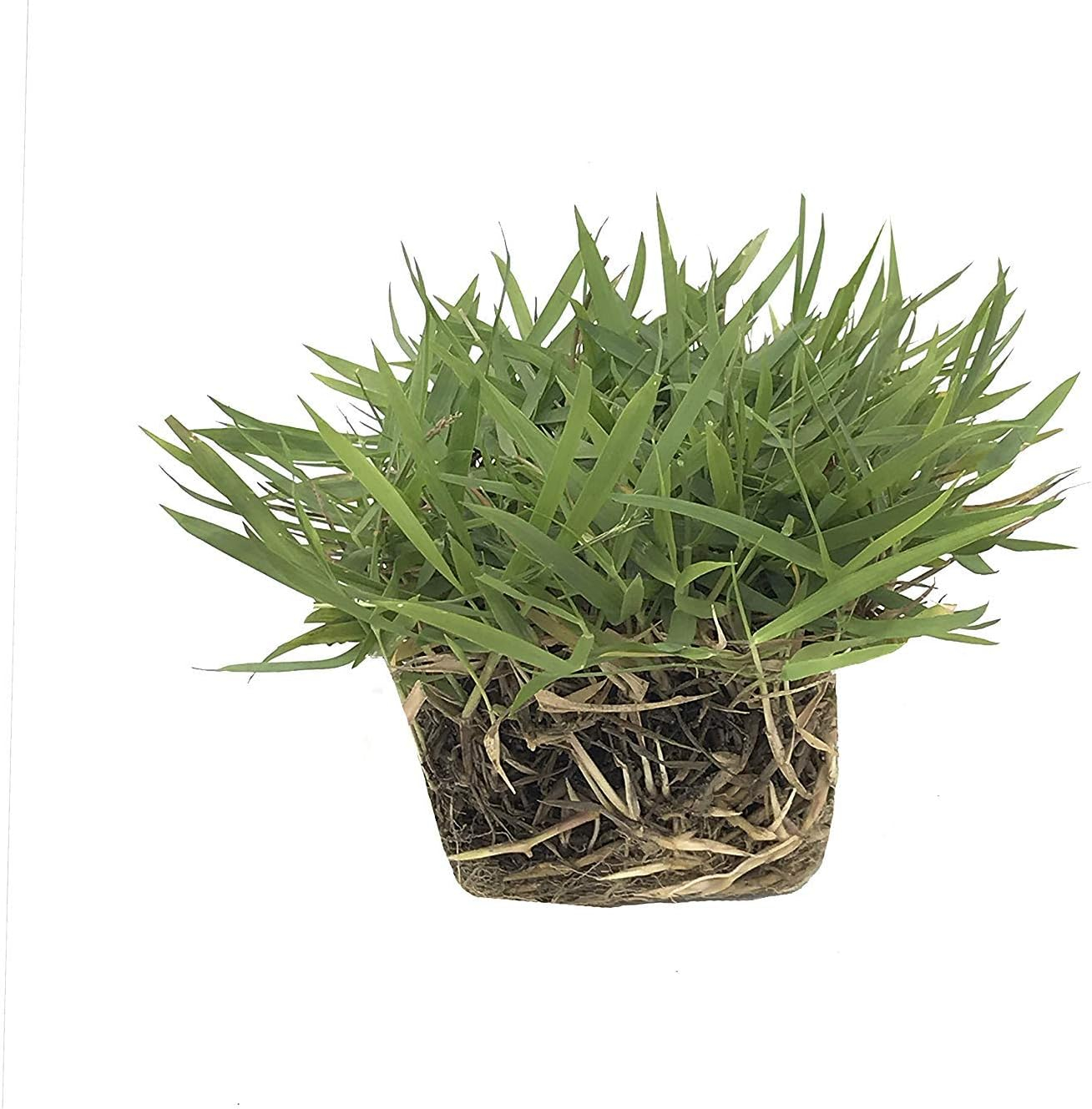 Florida Foliage Zoysia Sod Plugs - Large 3" x 3" Plugs - 18 Count Tray - Drought, Salt & Shade Tolerant Turf Grass