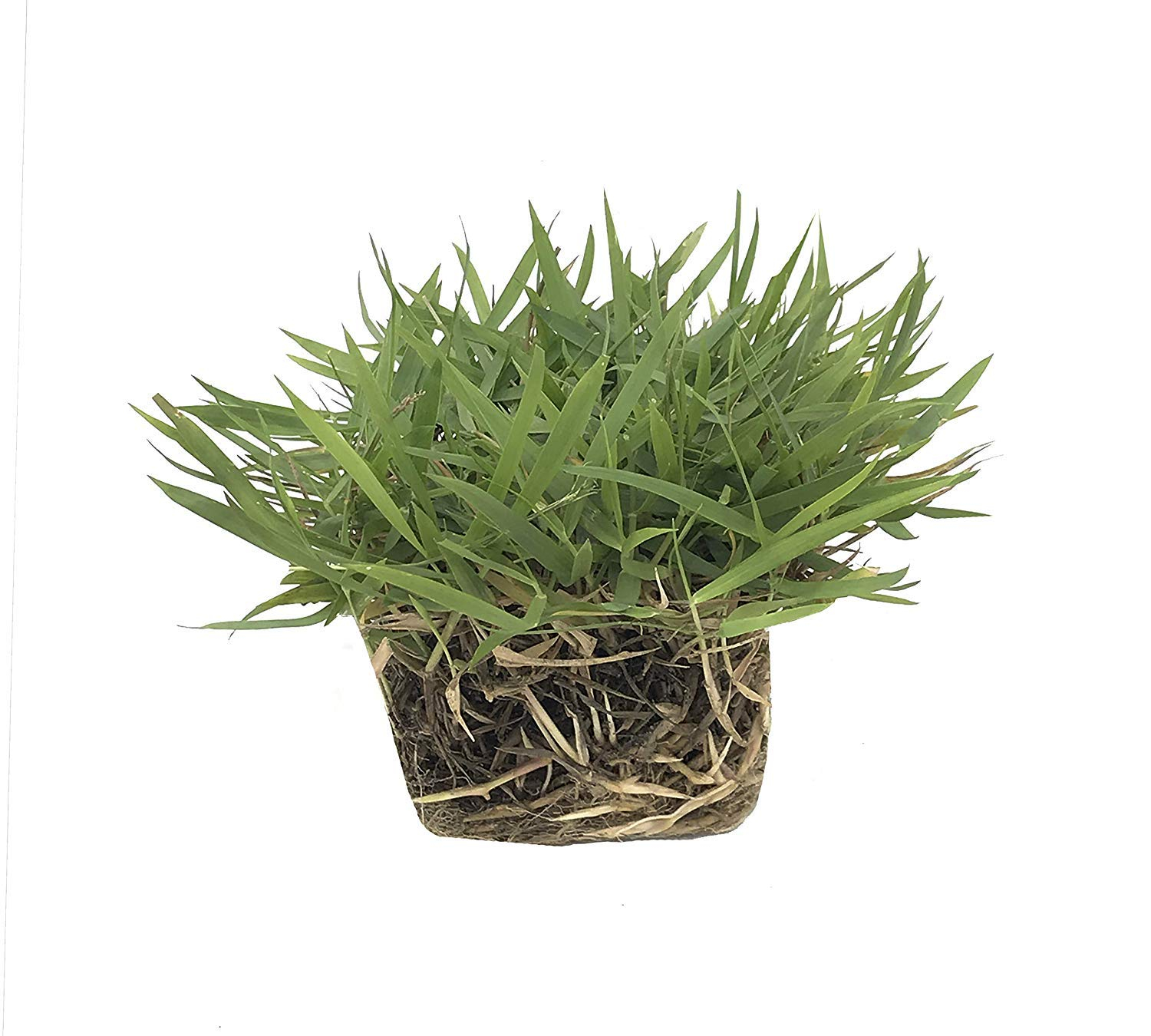 Florida Foliage Zoysia Sod Plugs - Large 3" x 3" Plugs - 18 Count Tray - Drought, Salt & Shade Tolerant Turf Grass