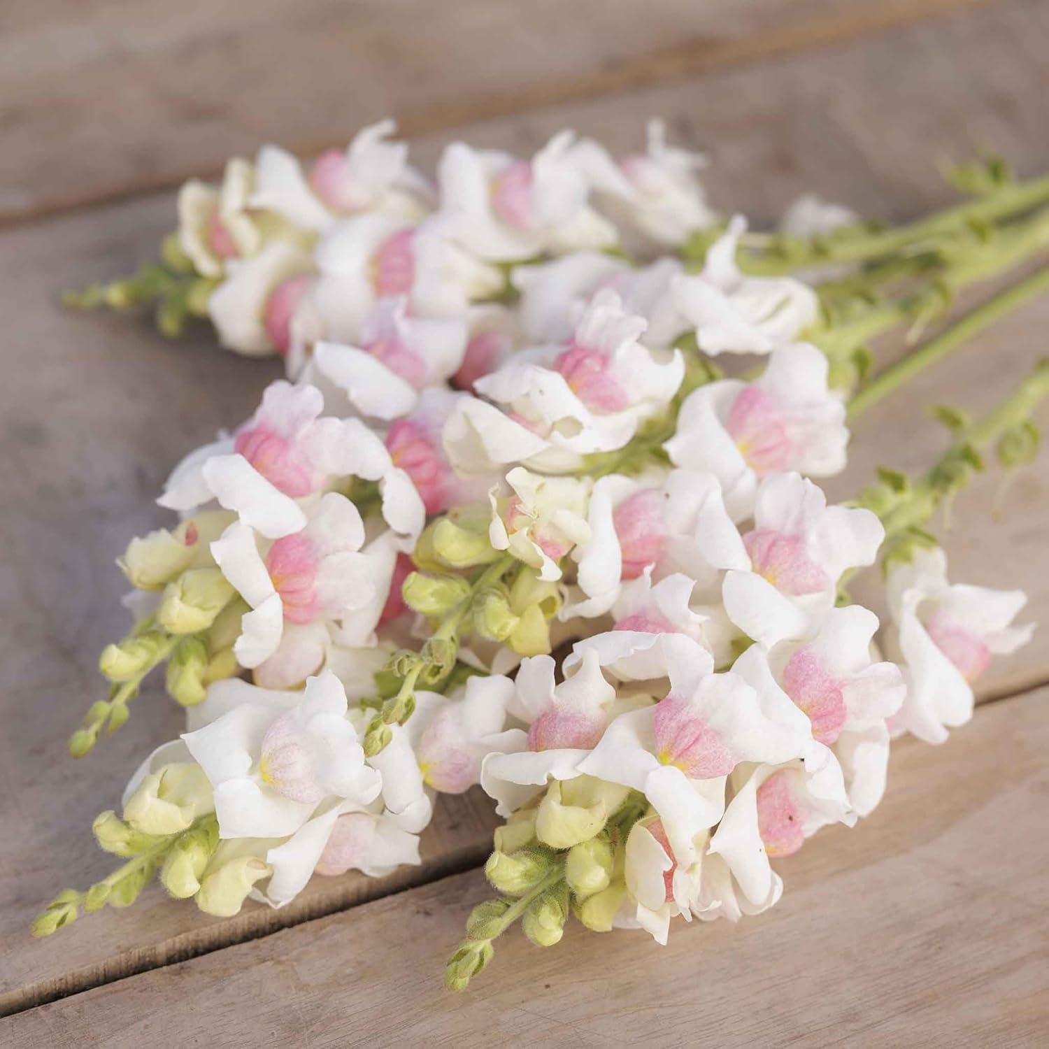 Eden Brothers Snapdragon Seeds - Potomac Appleblossom