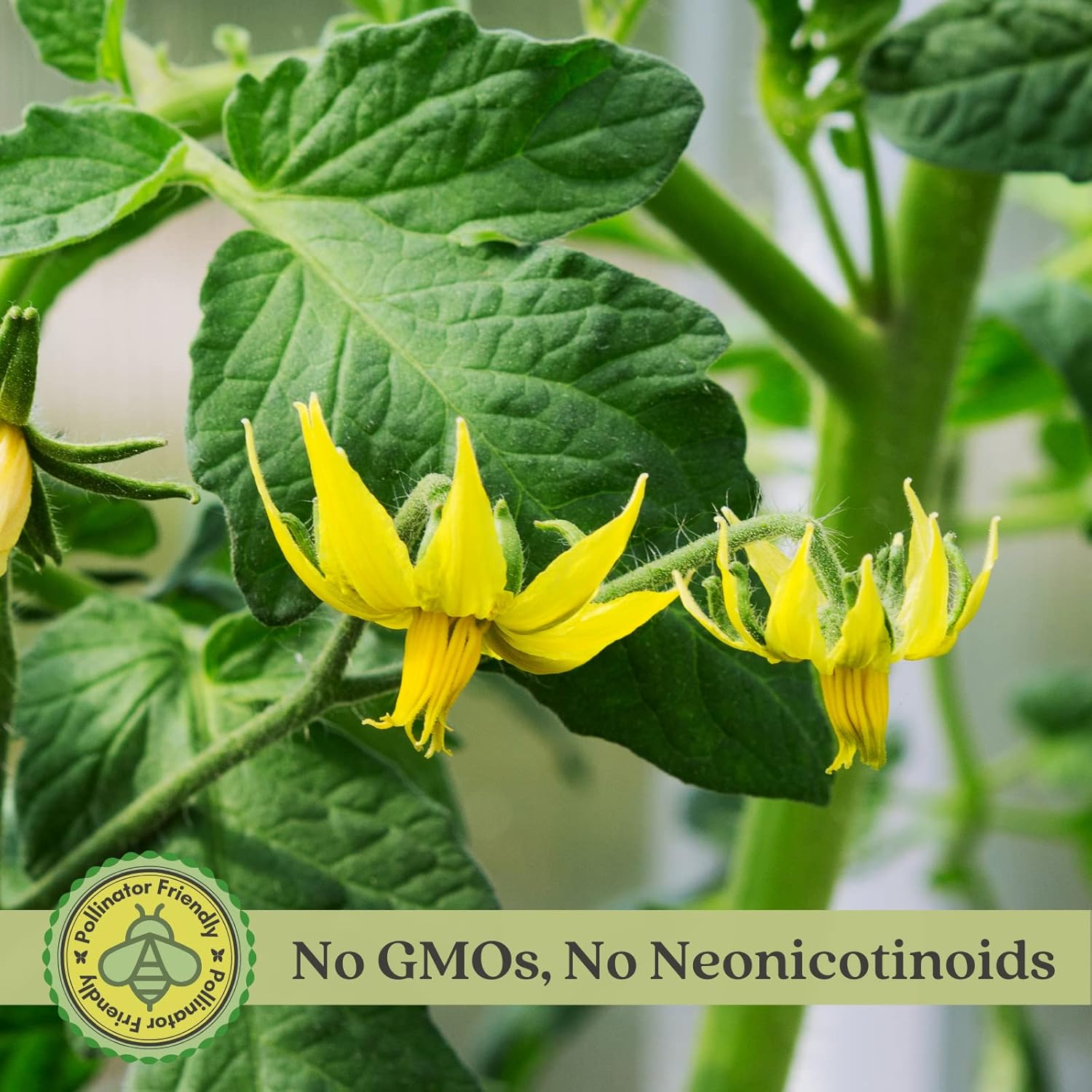 Clovers Whopper Tomato Plants – Two (2) Live Plants – Non-GMO - Not Seeds - Each 4" to 8" Tall – in 4" Inch Pots – Globe, Indeterminate